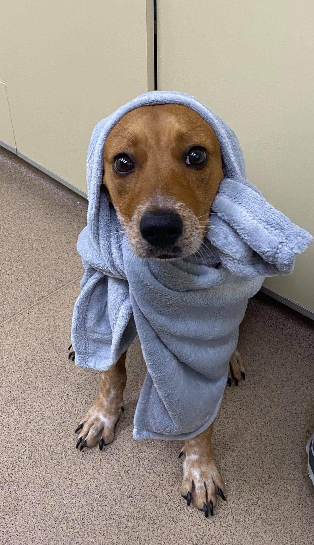 A Person Is Holding A Gray Parrot With A Stethoscope Around Its Neck — Mount Isa Veterinary Surgery In Ryan, QLD