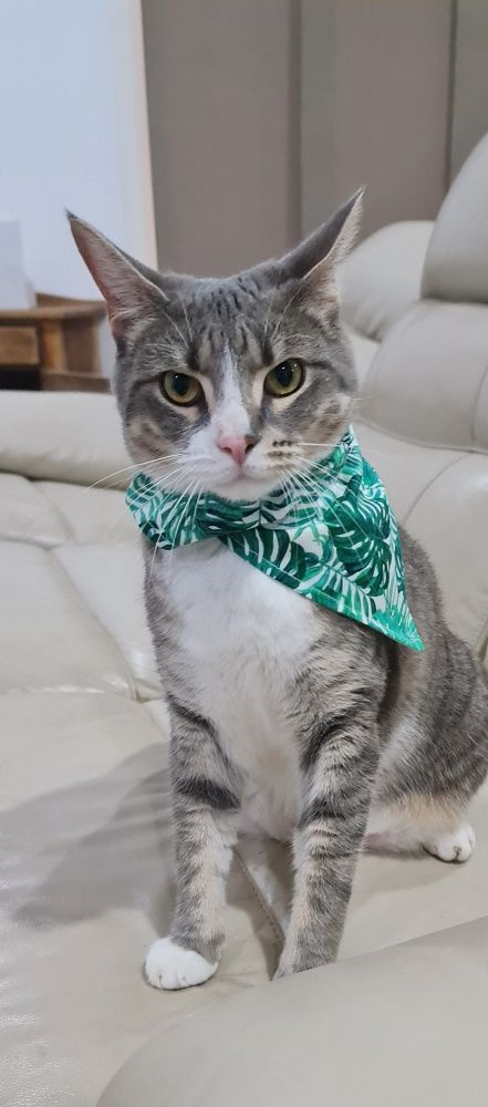 Gray And White Tabby Cat Wearing A Green Bandana — Mount Isa Veterinary Surgery In Ryan, QLD