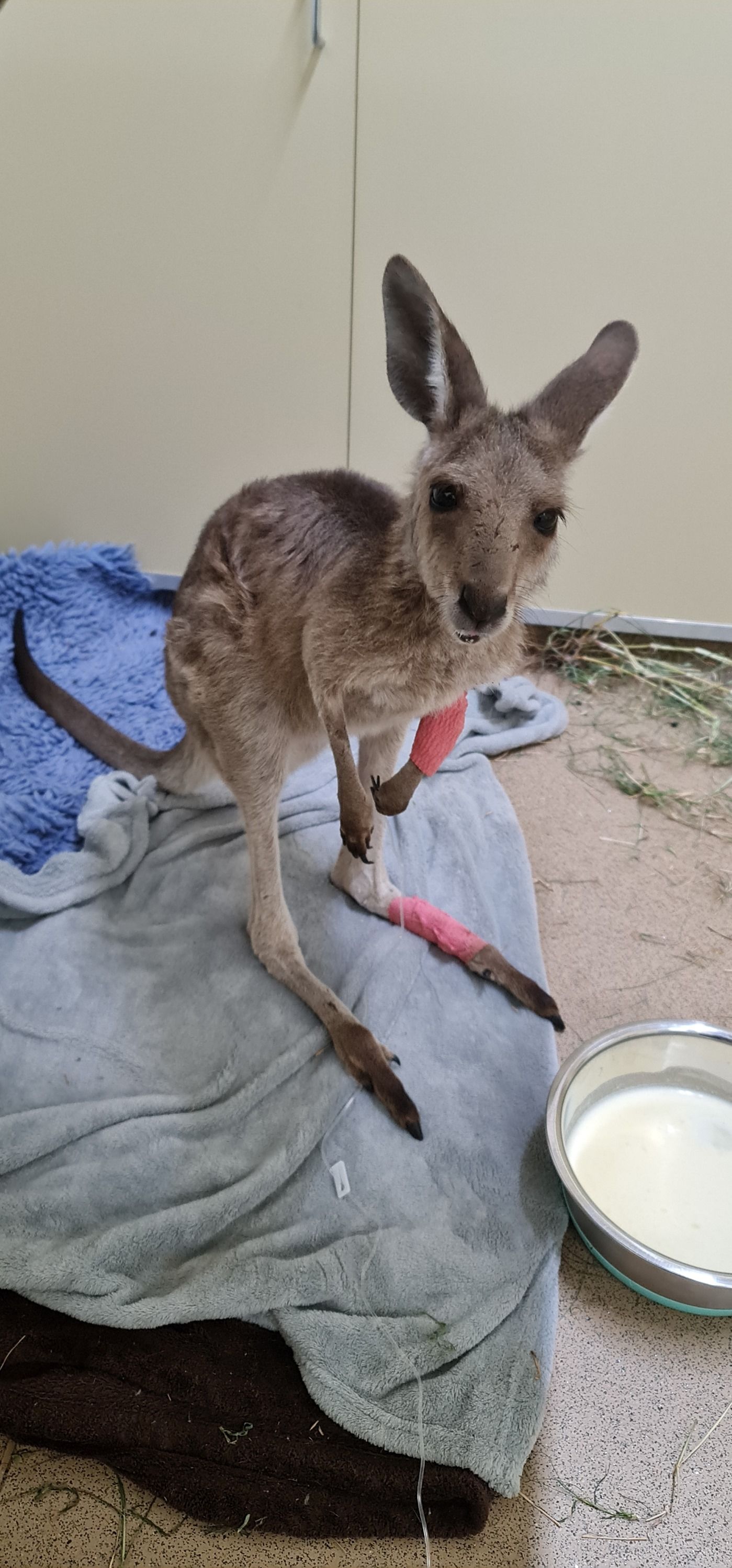 A Young Kangaroo With Bandaged Leg, Standing Indoors On A Blanket, Looking Towards The Viewer — Mount Isa Veterinary Surgery In Ryan, QLD