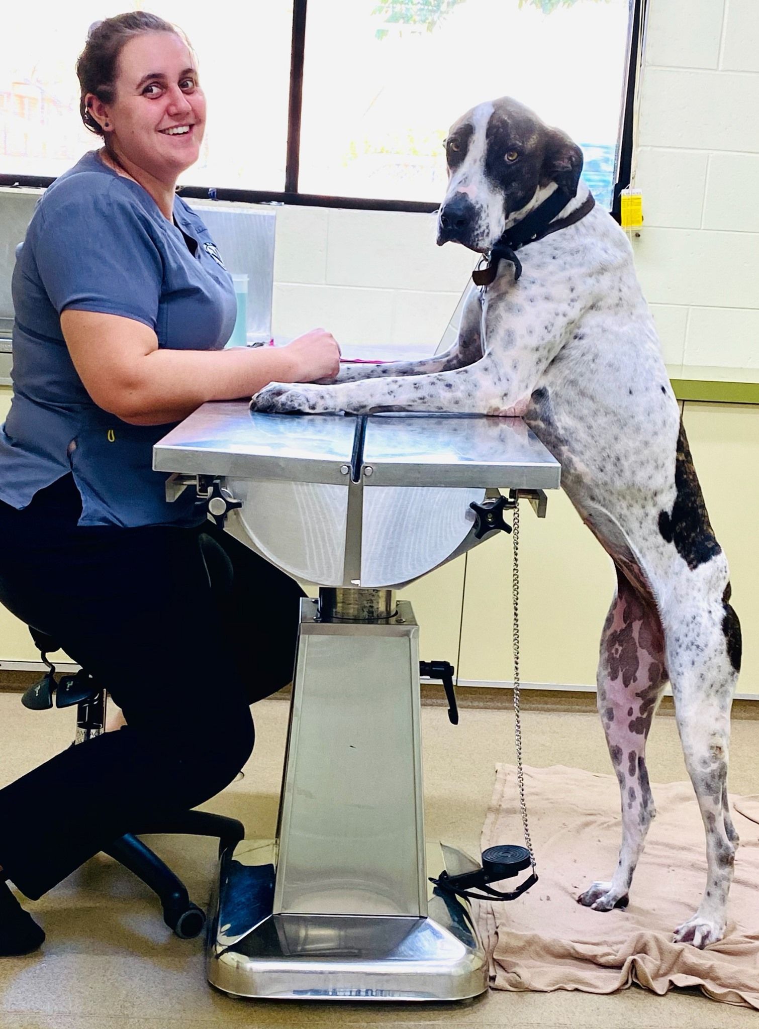 A Gray Cat Wearing A Blue Medical Mask On Its Face — Mount Isa Veterinary Surgery In Ryan, QLD