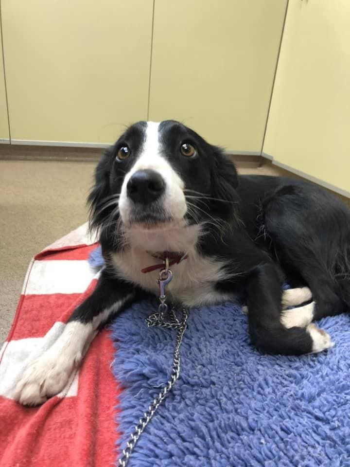 Border Collie Dog Lying on A Red and Blue Blanket, Looking up With a Focused Expression — Mount Isa Veterinary Surgery In Ryan, QLD