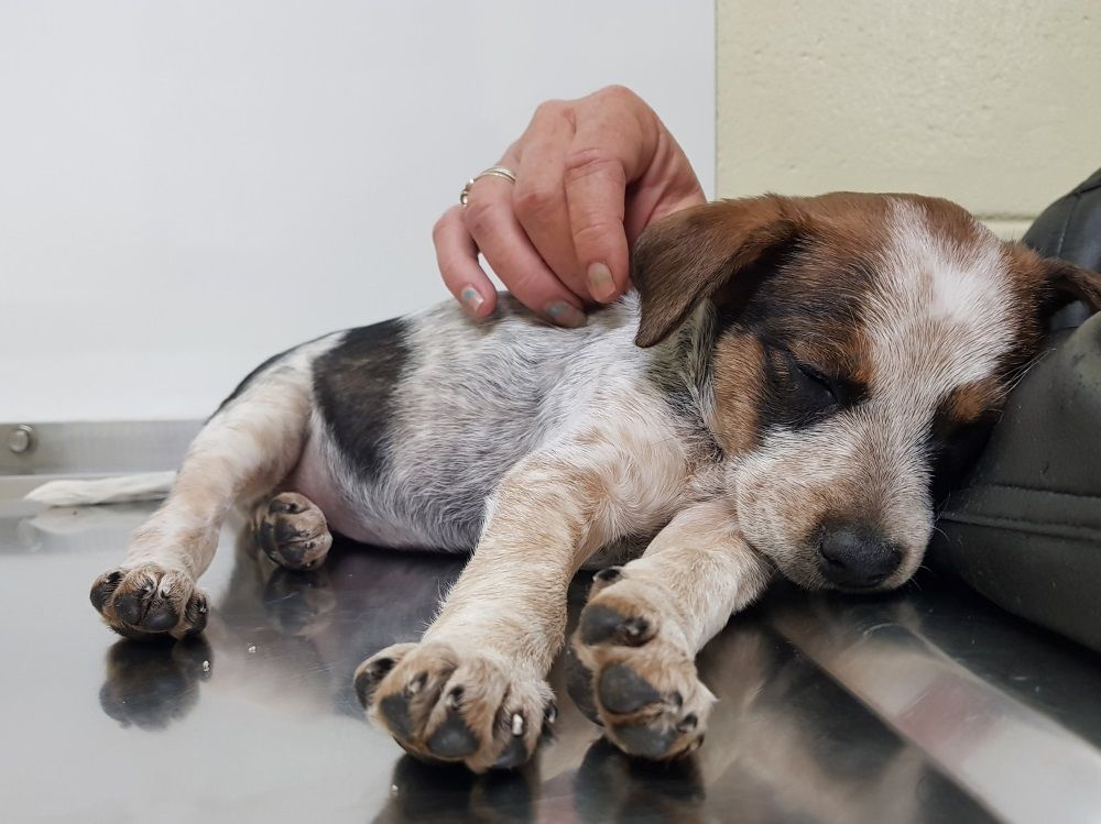 Puppy Resting On A Stainless Steel Surface While Being Petted — Mount Isa Veterinary Surgery In Ryan, QLD