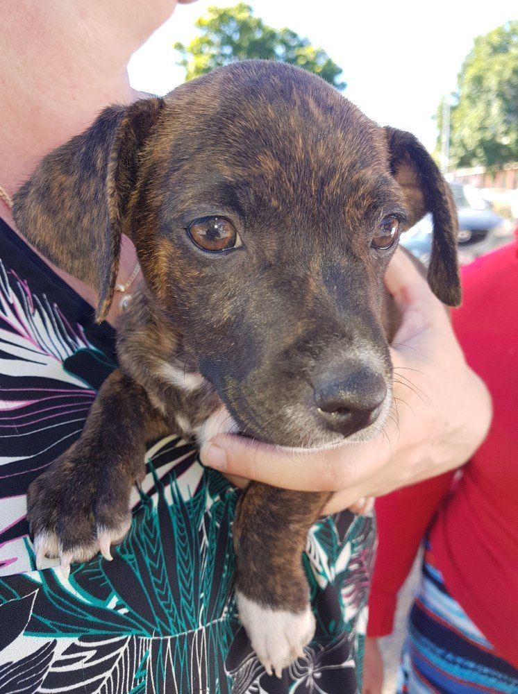 Puppy With Brindle Fur, Held In Hands, Looking At The Camera — Mount Isa Veterinary Surgery In Ryan, QLD