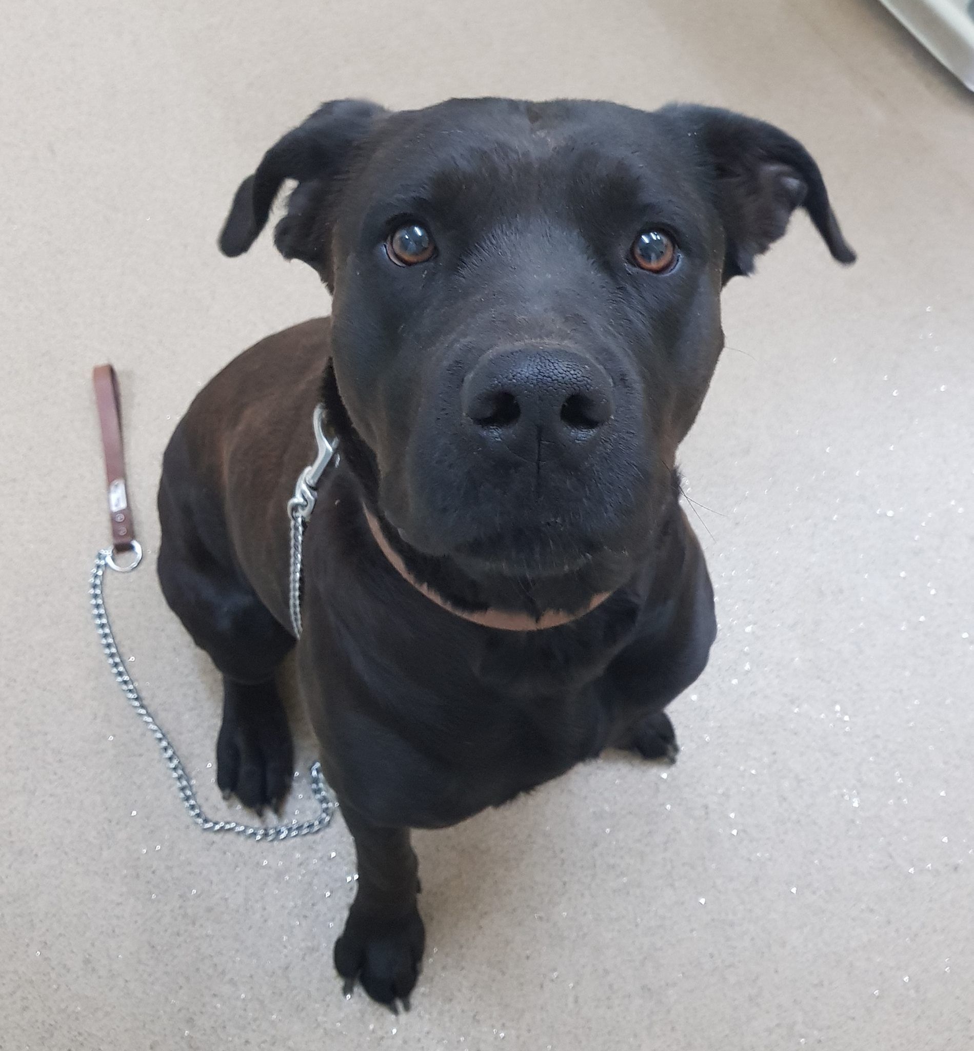Black Dog With A Brown Collar, Looking Up. Sitting On A Beige Floor, Leash Attached — Mount Isa Veterinary Surgery In Ryan, QLD