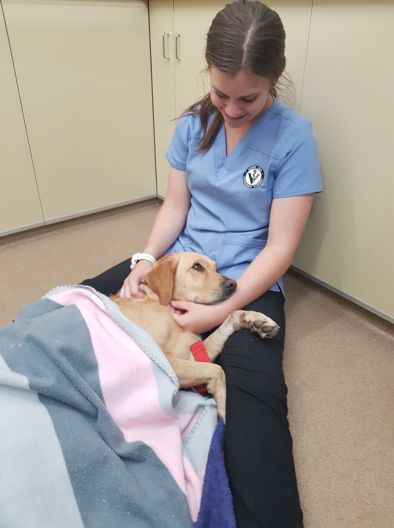 Veterinarian In Blue Scrubs Pets A Yellow Labrador Dog Wrapped In A Blanket In A Clinic Setting — Mount Isa Veterinary Surgery In Ryan, QLD