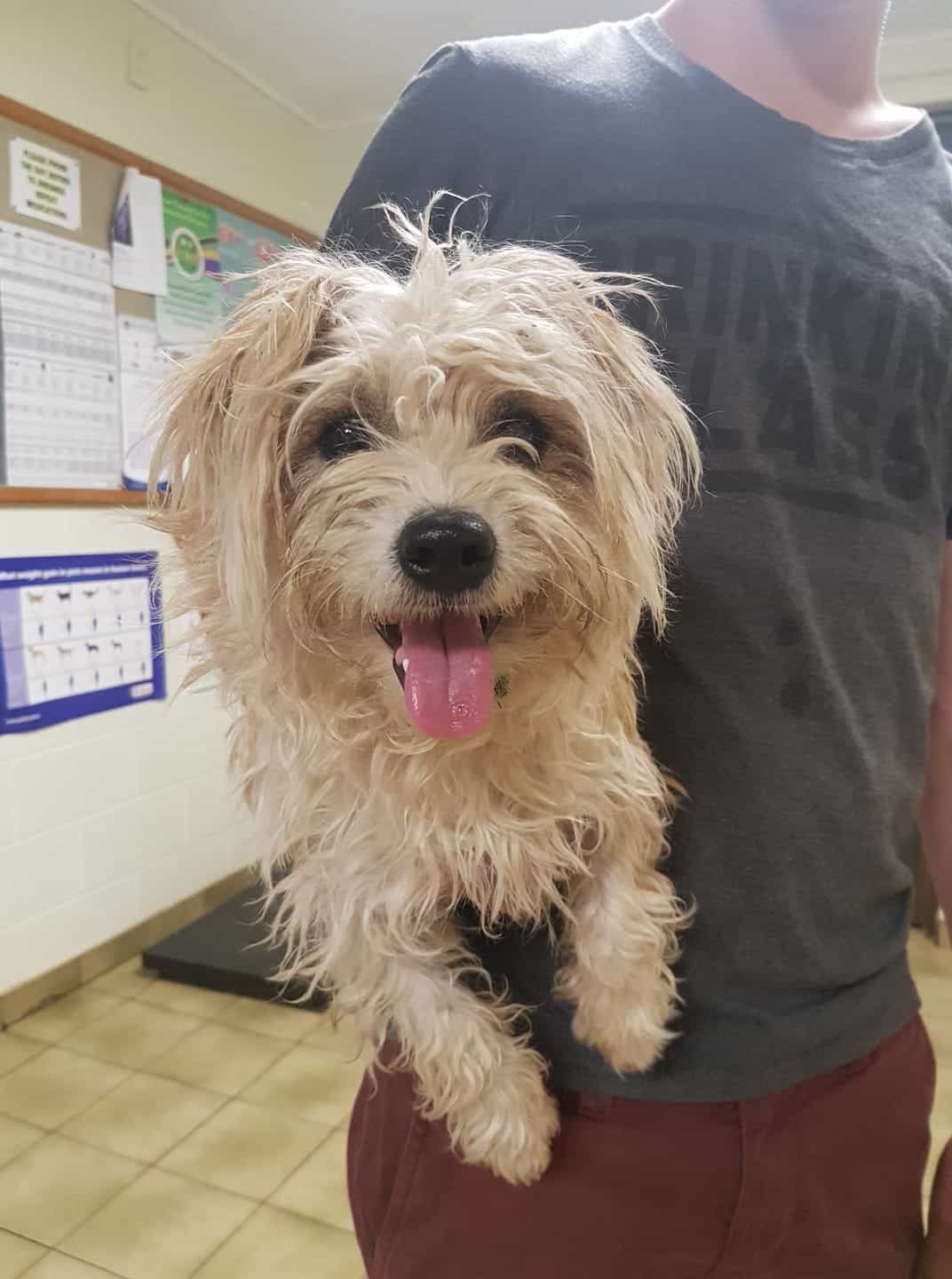 Smiling, Tan Dog Held by A Person in A Room with A Corkboard and A Calendar — Mount Isa Veterinary Surgery In Ryan, QLD