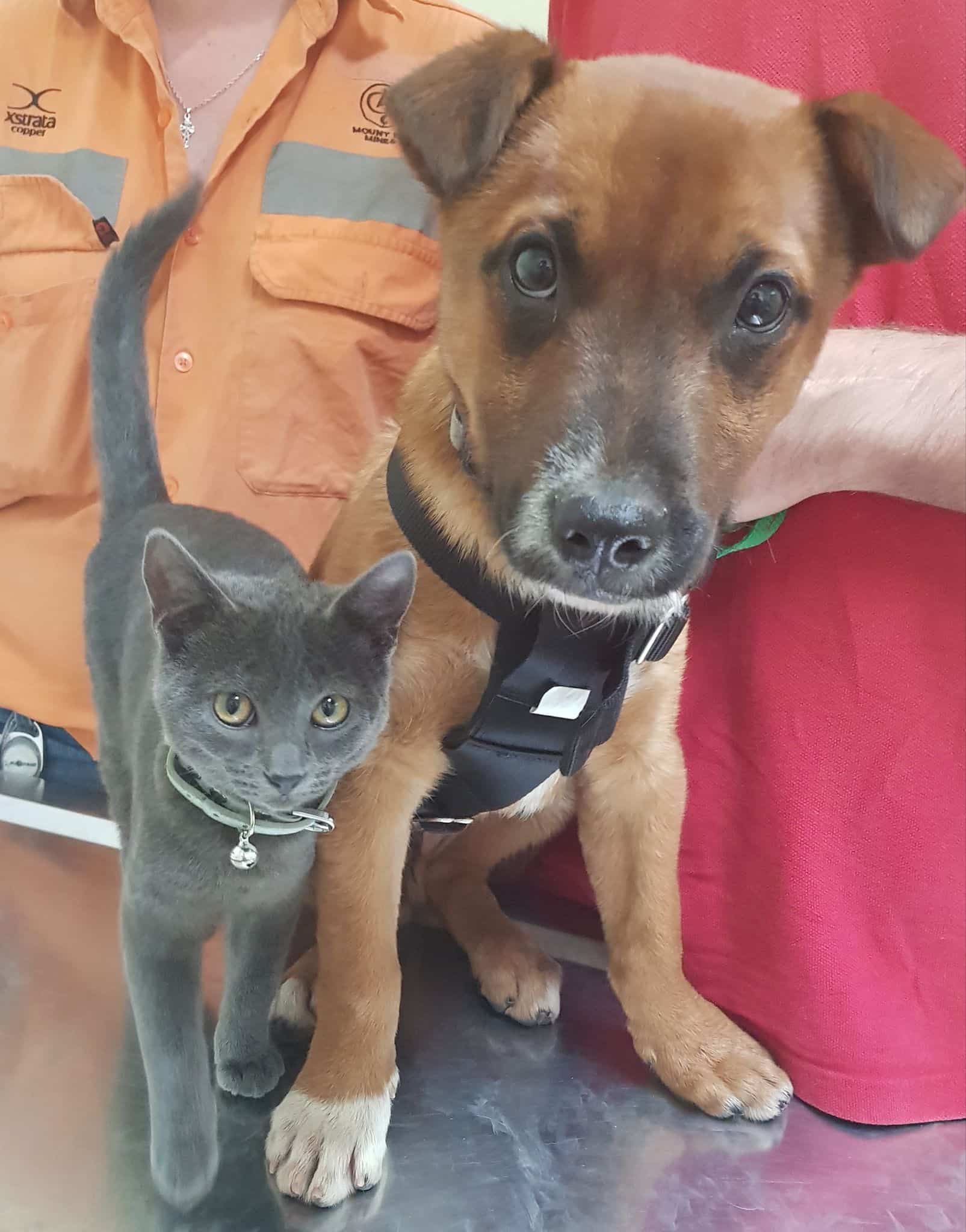Gray Cat and Brown Puppy Sit Side-By-Side with A Person — Mount Isa Veterinary Surgery In Ryan, QLD