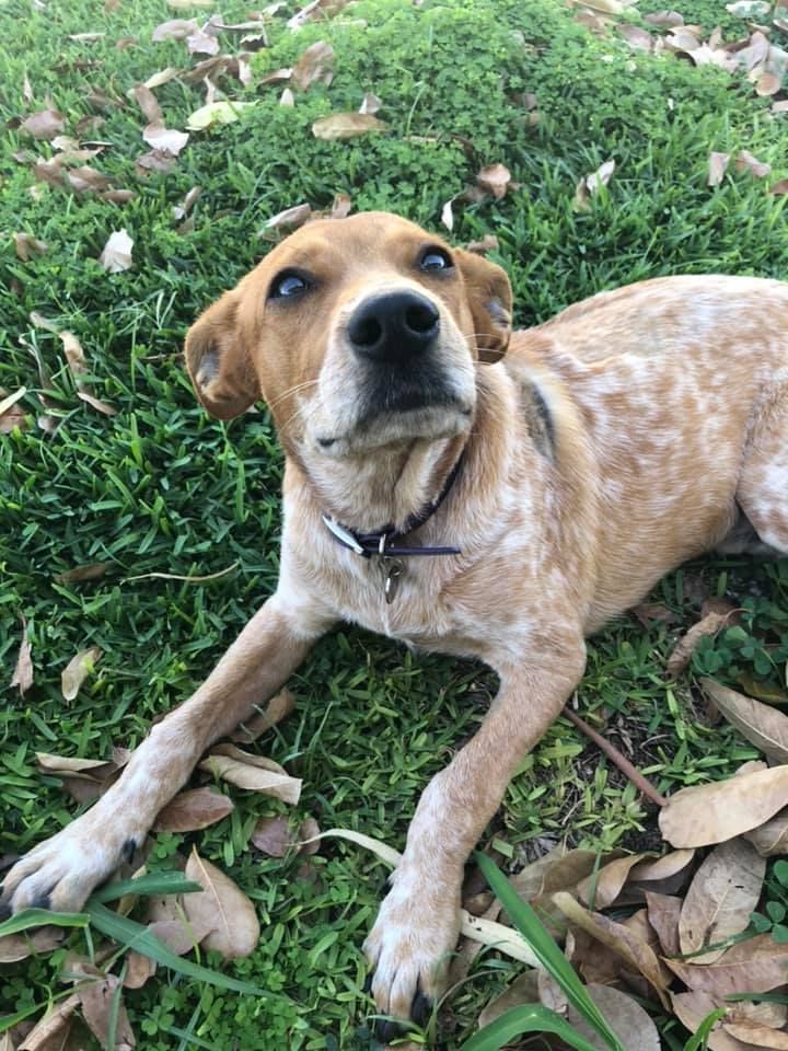 A Person Is Pointing At An X-ray Of A Cat — Mount Isa Veterinary Surgery In Ryan, QLD