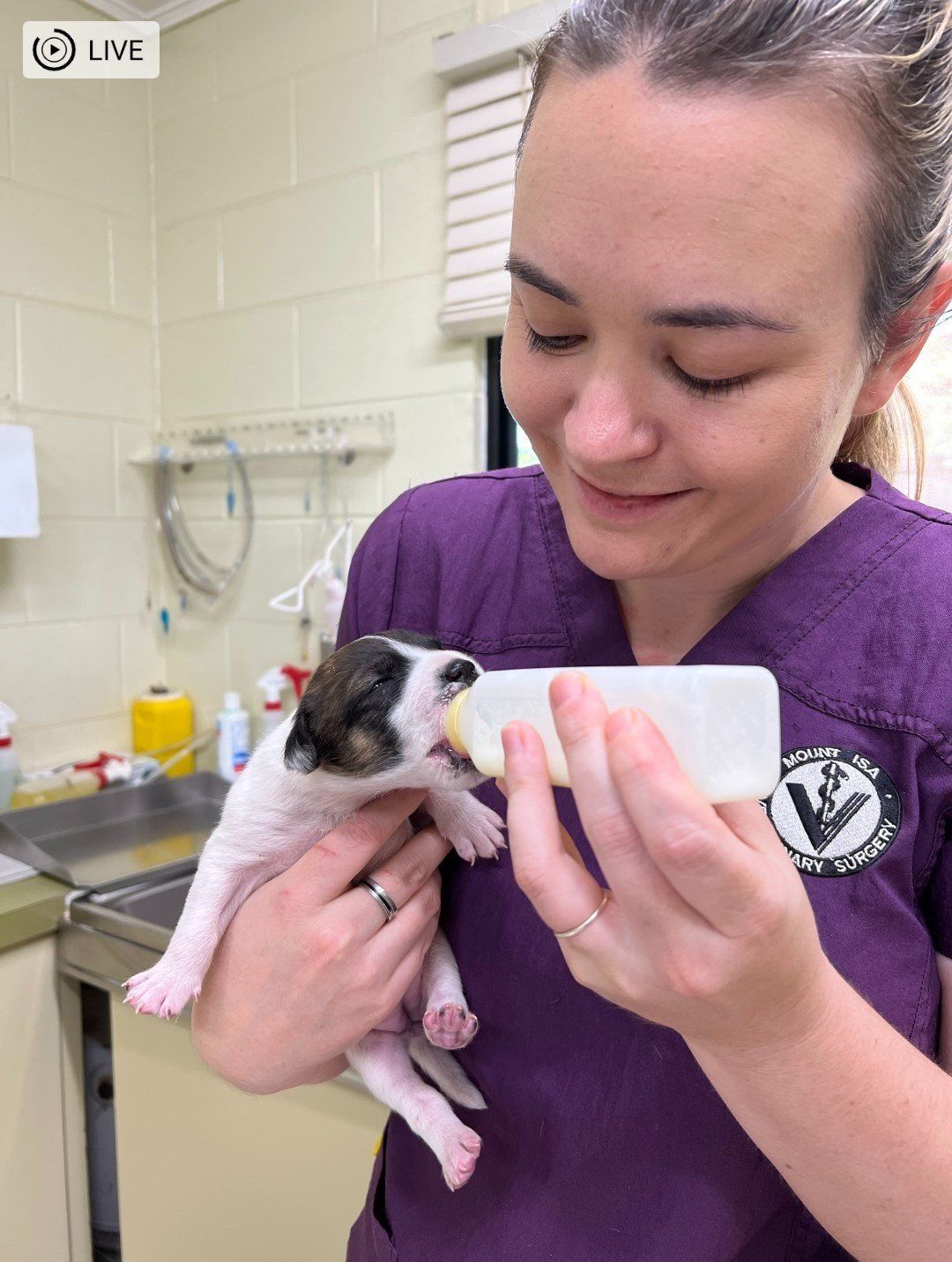 Woman in purple scrubs bottle-feeding a tiny puppy at a veterinary clinic.— Mount Isa Veterinary Surgery In Ryan, QLD