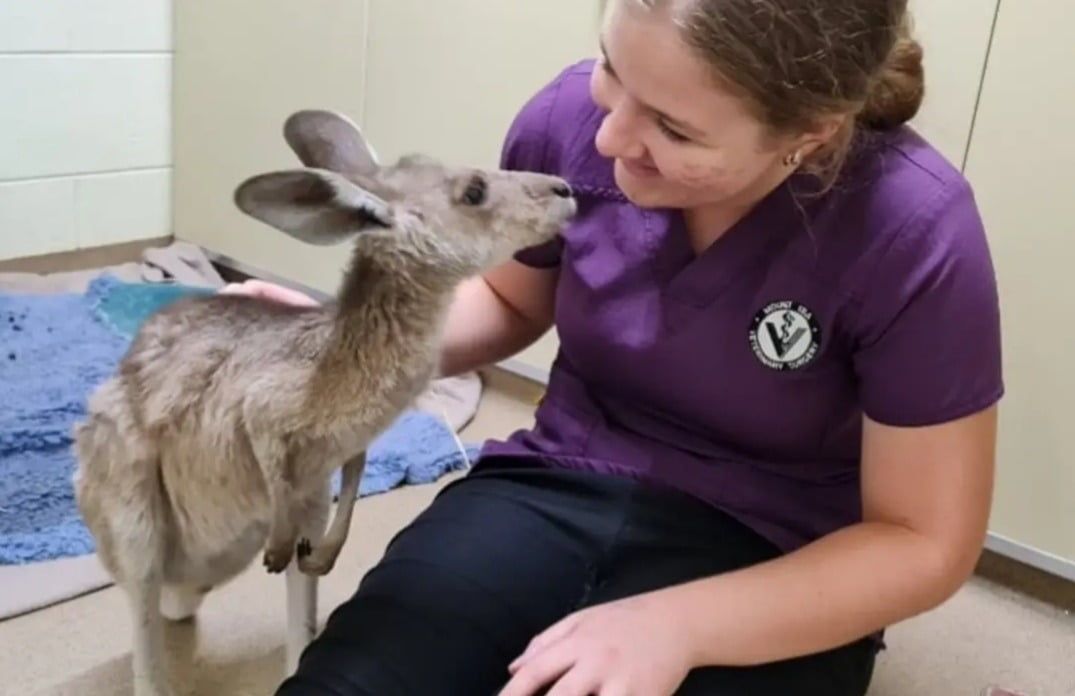 Woman in Purple Scrubs Petting a Young Kangaroo Indoors — Mount Isa Veterinary Surgery In Ryan, QLD