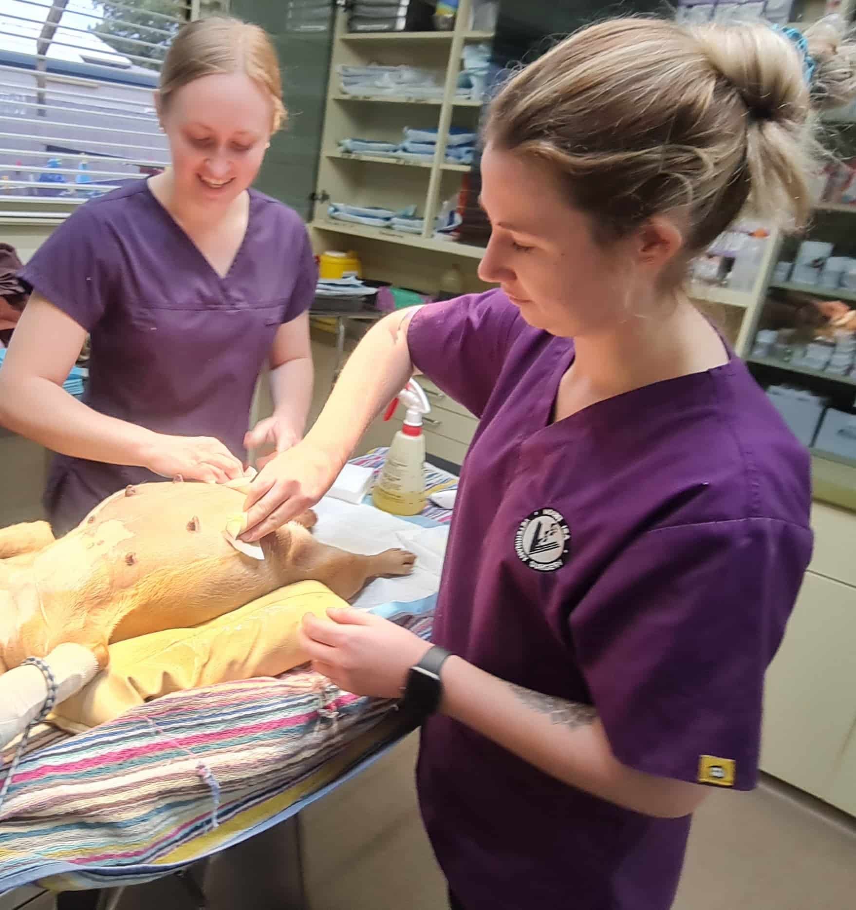 Two Veterinary Technicians in Purple Scrubs Tending to A Dog on A Table in A Clinic — Mount Isa Veterinary Surgery In Ryan, QLD