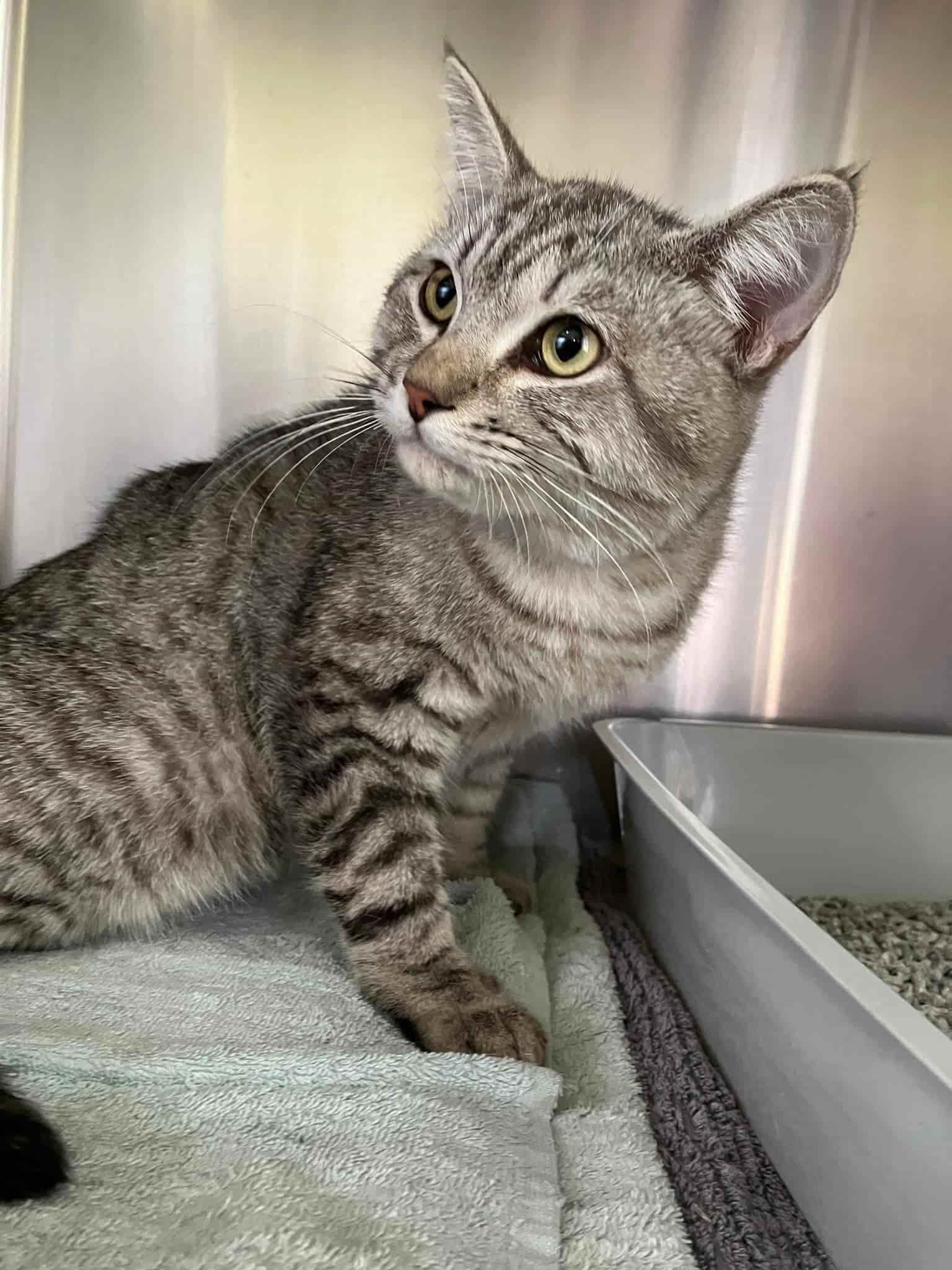 Gray Tabby Cat Sitting on A Towel Next to A Litter Box, Looking to The Side — Mount Isa Veterinary Surgery In Ryan, QLD
