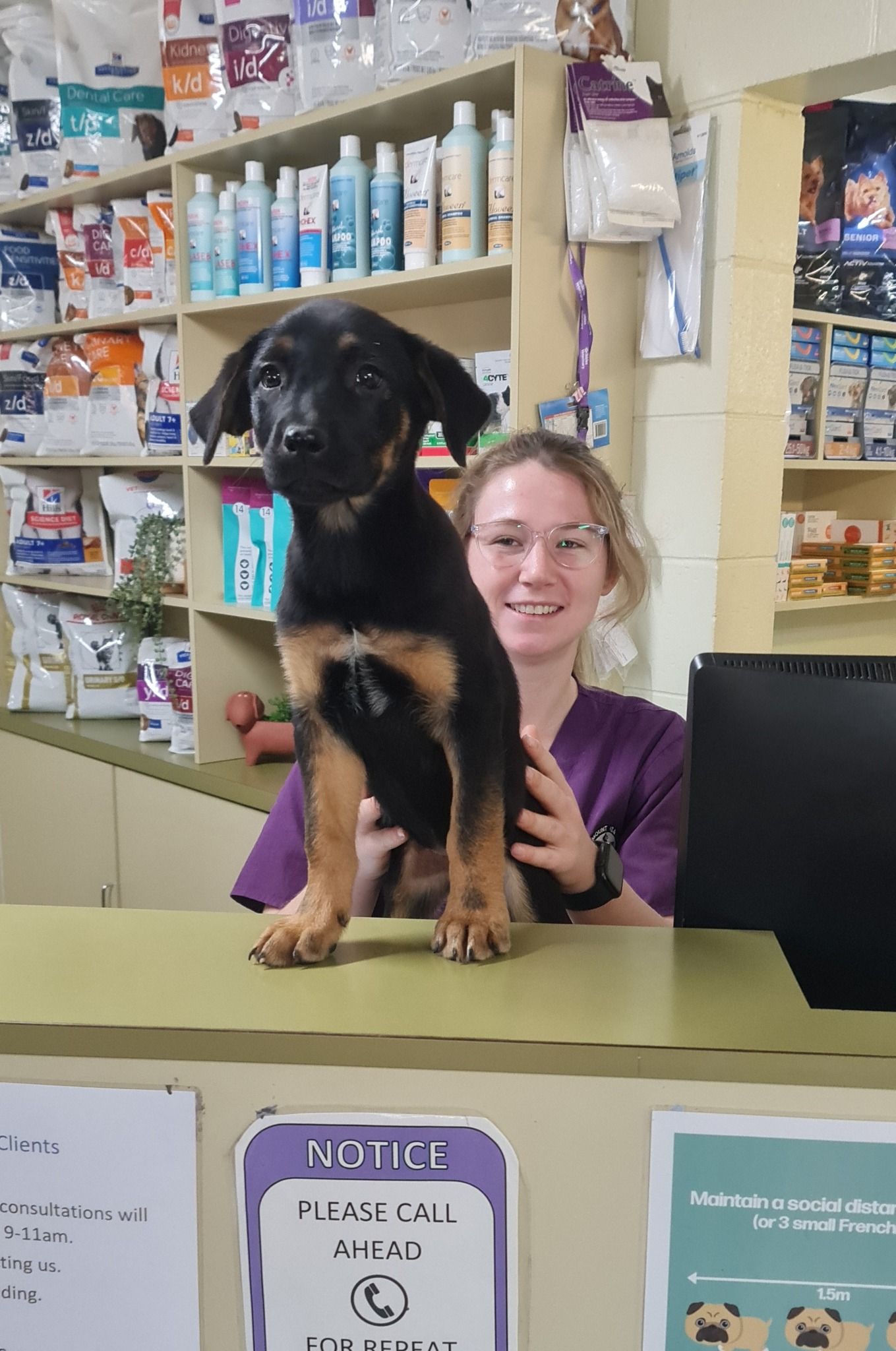 A puppy with black and tan fur sits on a counter at a veterinary clinic with a smiling person — Mount Isa Veterinary Surgery In Ryan, QLD