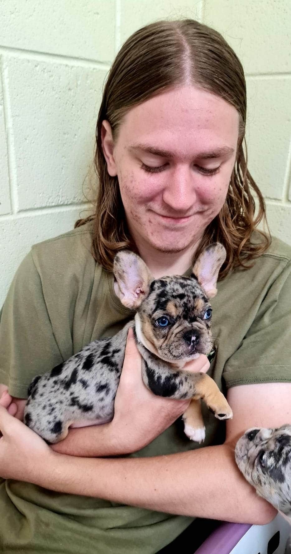 Person Holding a Small, Speckled French Bulldog Puppy — Mount Isa Veterinary Surgery In Ryan, QLD