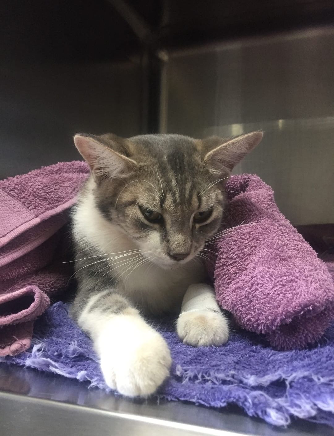 Cat, Resting On Purple Towels, In A Clinical Setting. The Cat Is Gray And White, Looking Down — Mount Isa Veterinary Surgery In Ryan, QLD