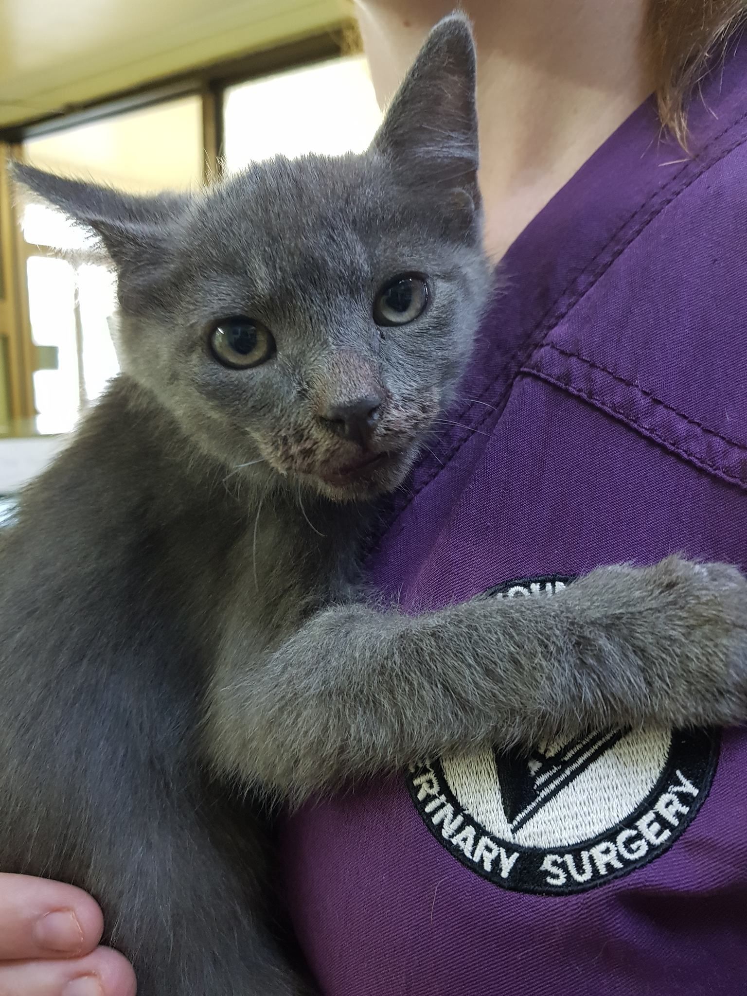 Gray Kitten Held Against Purple Scrubs. Kitten Has Crusty Face, Concerned Expression. Veterinary Surgery Patch Visible — Mount Isa Veterinary Surgery In Ryan, QLD