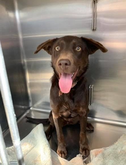 Chocolate-brown Dog With Tongue Out, Sitting In A Stainless Steel Kennel, Appearing Happy — Mount Isa Veterinary Surgery In Ryan, QLD