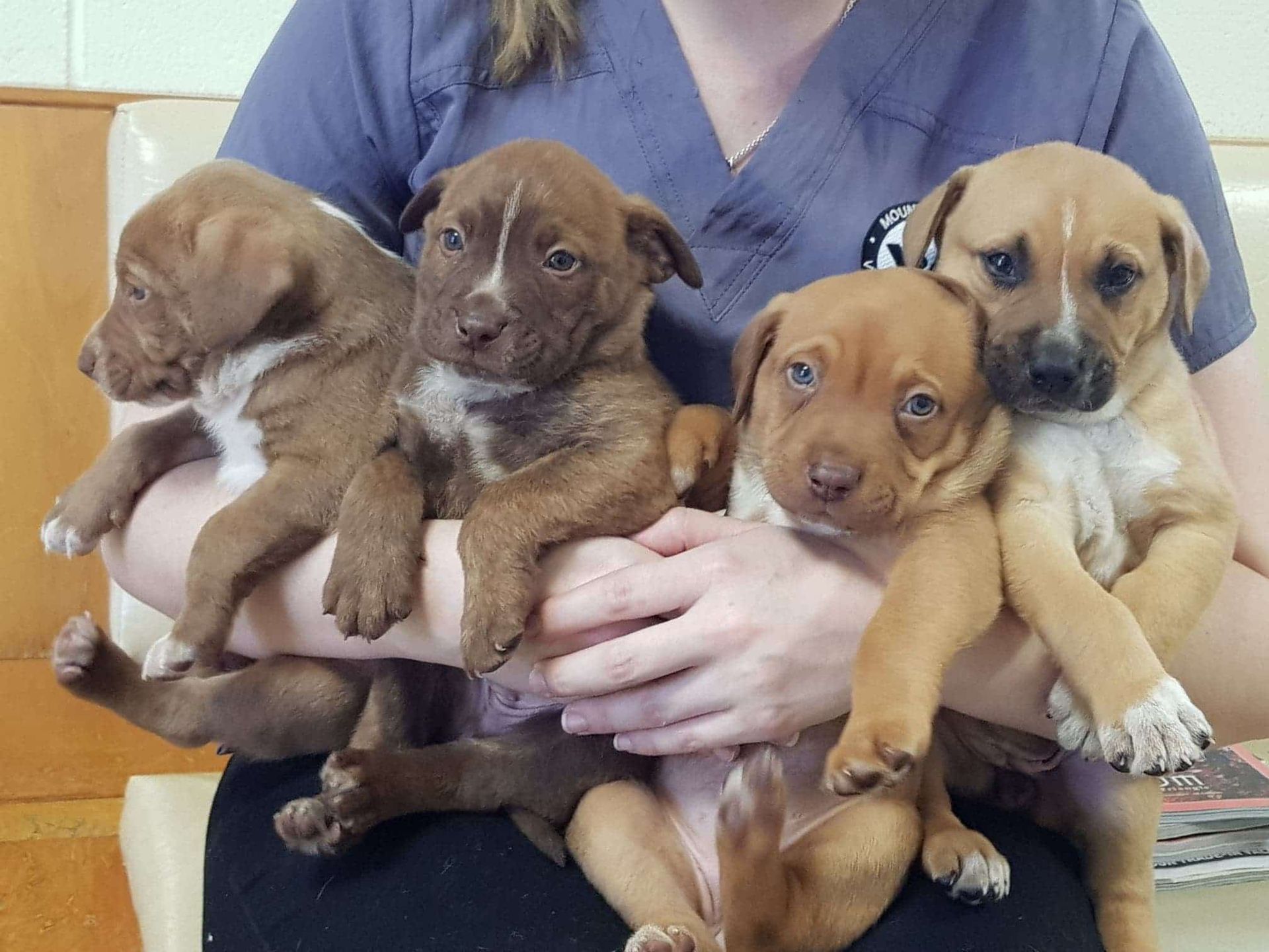 Four Brown Puppies Held in Arms, Looking at The Camera — Mount Isa Veterinary Surgery In Ryan, QLD