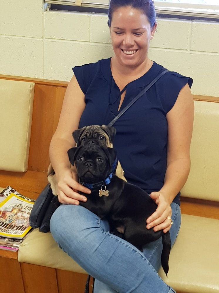 Woman Smiles While Holding Two Puppies — Mount Isa Veterinary Surgery In Ryan, QLD