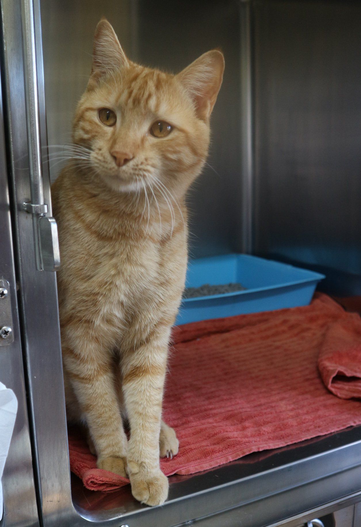 Orange Tabby Cat Sitting Inside A Shelter Cage, Looking At The Camera — Mount Isa Veterinary Surgery In Ryan, QLD