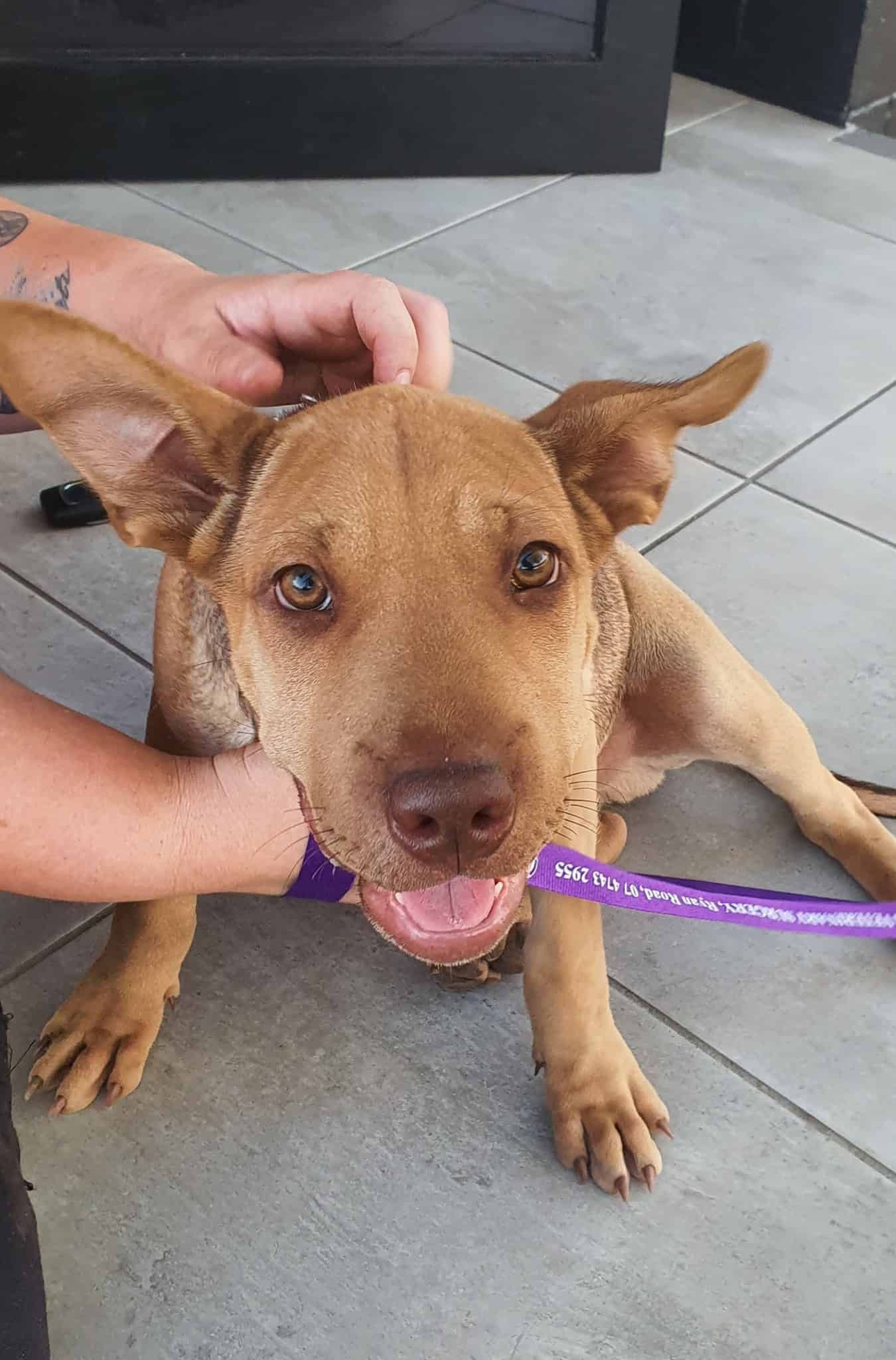 Brown Dog with Large Ears Being Petted, Looking at The Camera with A Happy Expression — Mount Isa Veterinary Surgery In Ryan, QLD