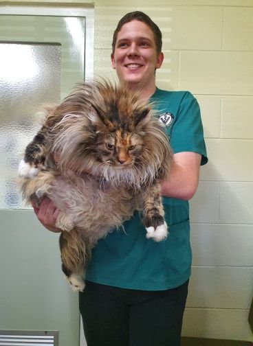 Man in Green Scrubs Holding a Large, Fluffy, Multi-Colored Cat — Mount Isa Veterinary Surgery In Ryan, QLD
