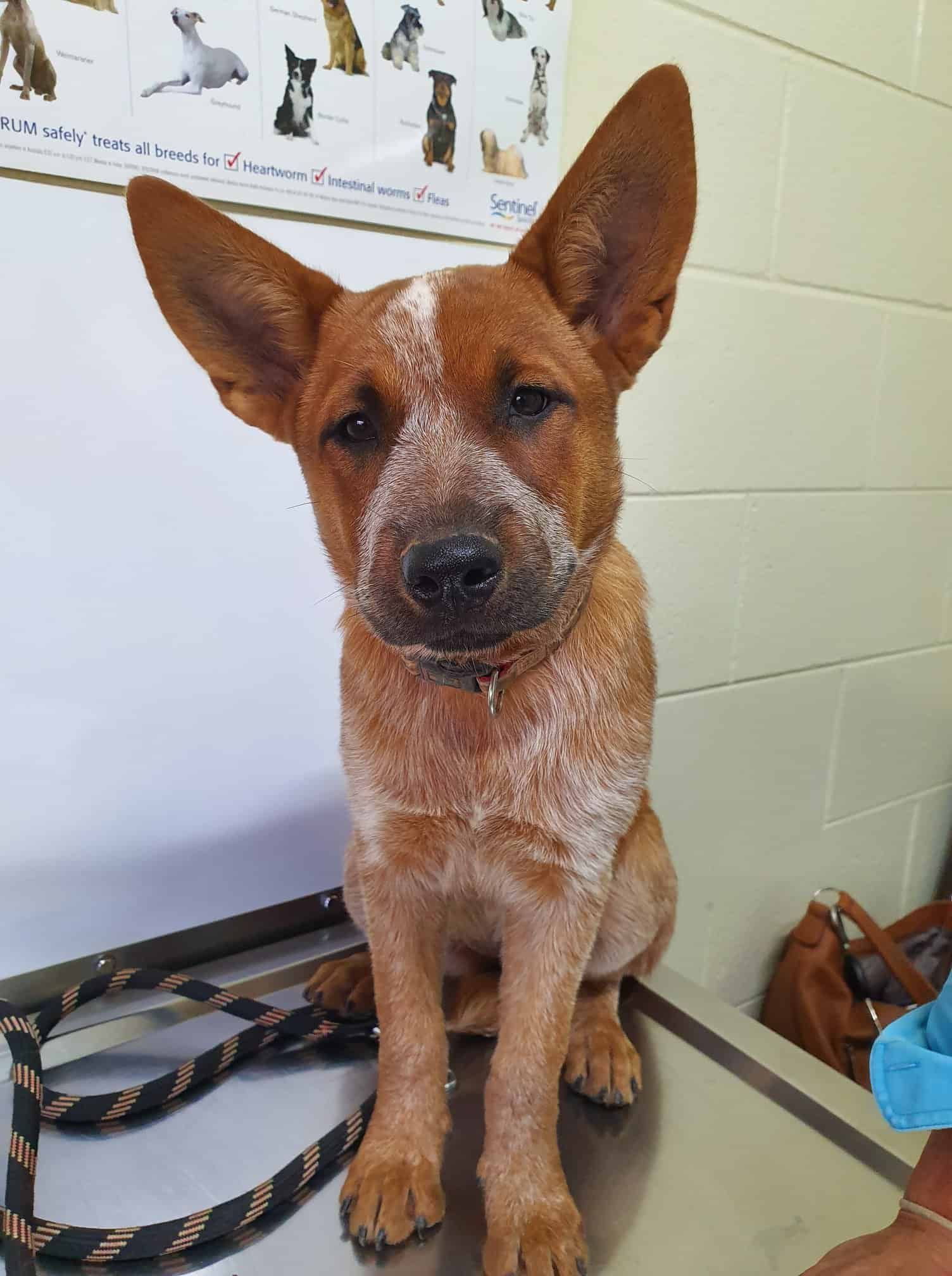 Red and White Dog with Large Ears Sits on A Metal Surface, Looking at The Camera — Mount Isa Veterinary Surgery In Ryan, QLD