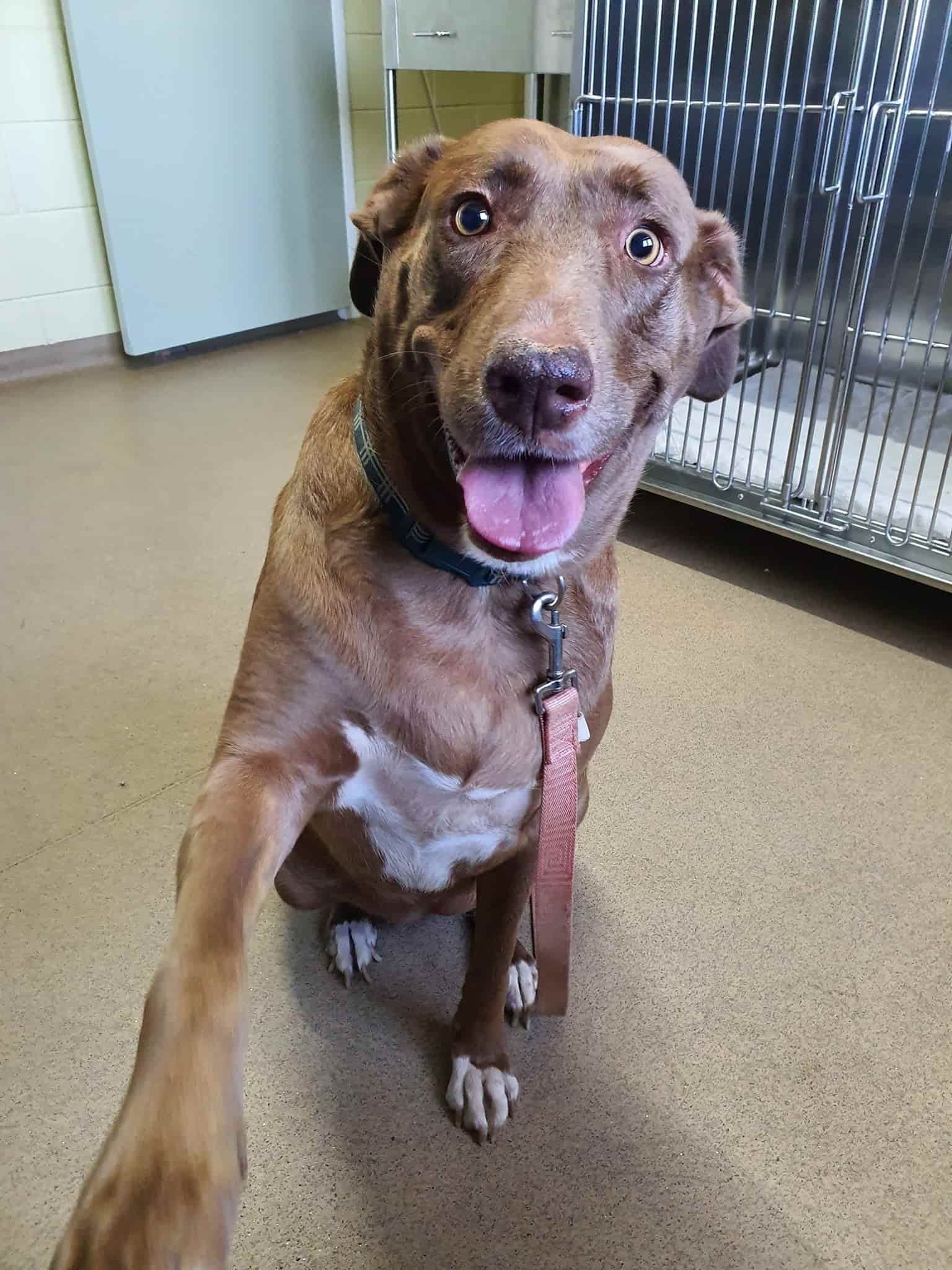 Brown Dog with Outstretched Paw, Smiling, in A Shelter Setting — Mount Isa Veterinary Surgery In Ryan, QLD