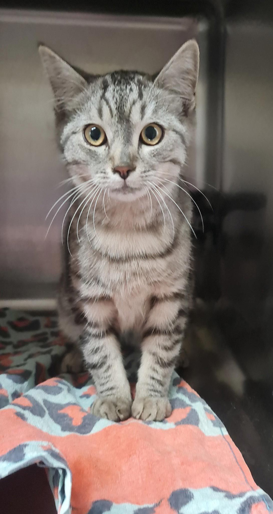 A Cat Is Sitting On Top Of A Blanket And Looking At The Camera — Mount Isa Veterinary Surgery In Ryan, QLD