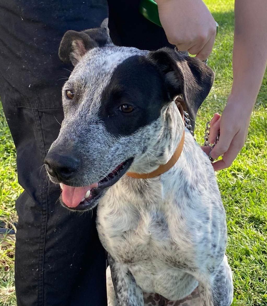 A Person Is Holding A Black And White Dog With Its Tongue Out — Mount Isa Veterinary Surgery In Ryan, QLD