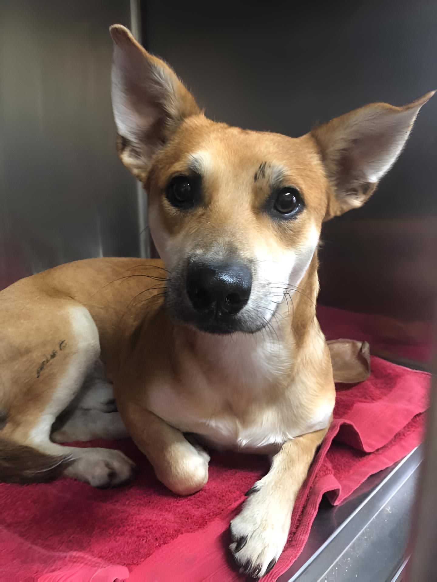 A Brown And White Dog Is Laying On A Red Towel In A Cage — Mount Isa Veterinary Surgery In Ryan, QLD