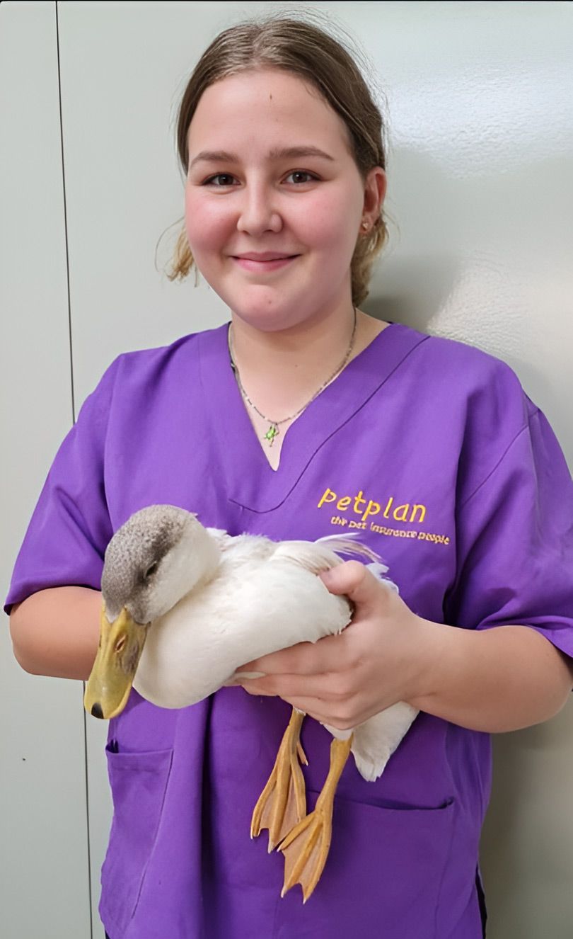 A Woman In A Purple Scrub Is Holding A Stuffed Duck — Mount Isa Veterinary Surgery In Ryan, QLD