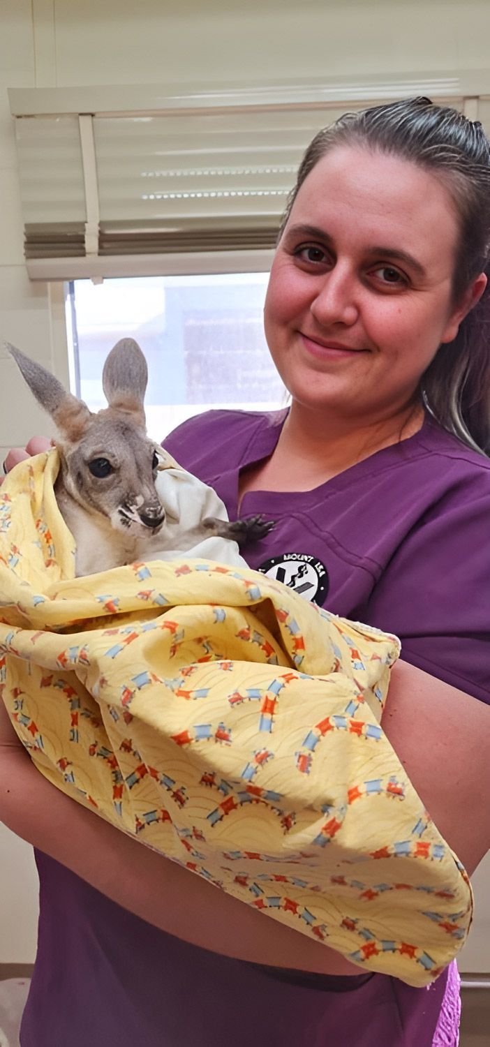 A Woman Is Holding A Kangaroo Wrapped In A Blanket — Mount Isa Veterinary Surgery In Ryan, QLD