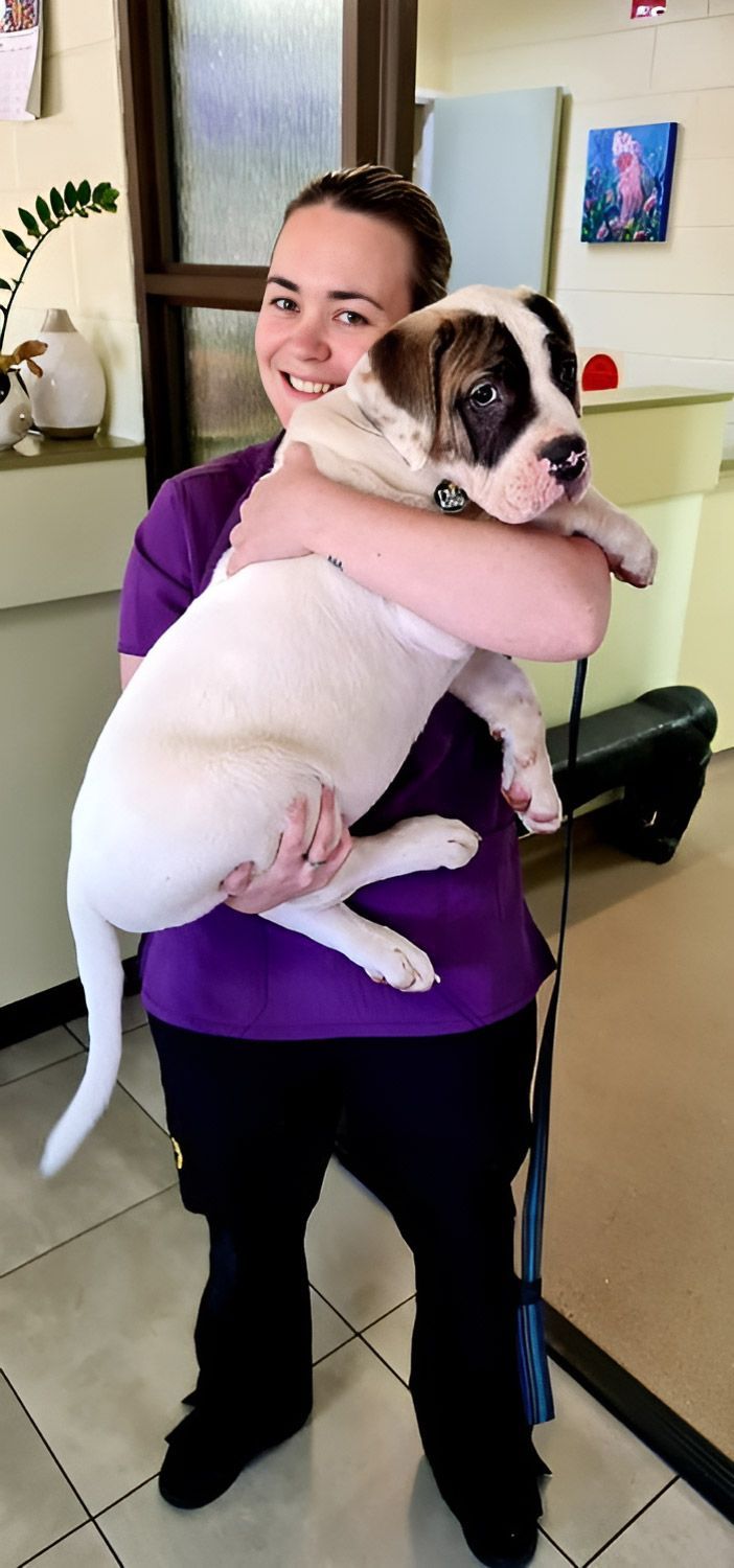 A Woman In A Purple Shirt Is Holding A Puppy In Her Arms — Mount Isa Veterinary Surgery In Ryan, QLD