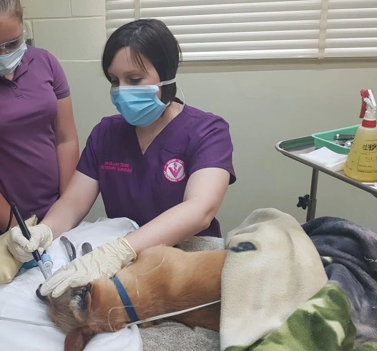 A Woman Wearing A Mask Is Working On A Dog — Mount Isa Veterinary Surgery In Ryan, QLD