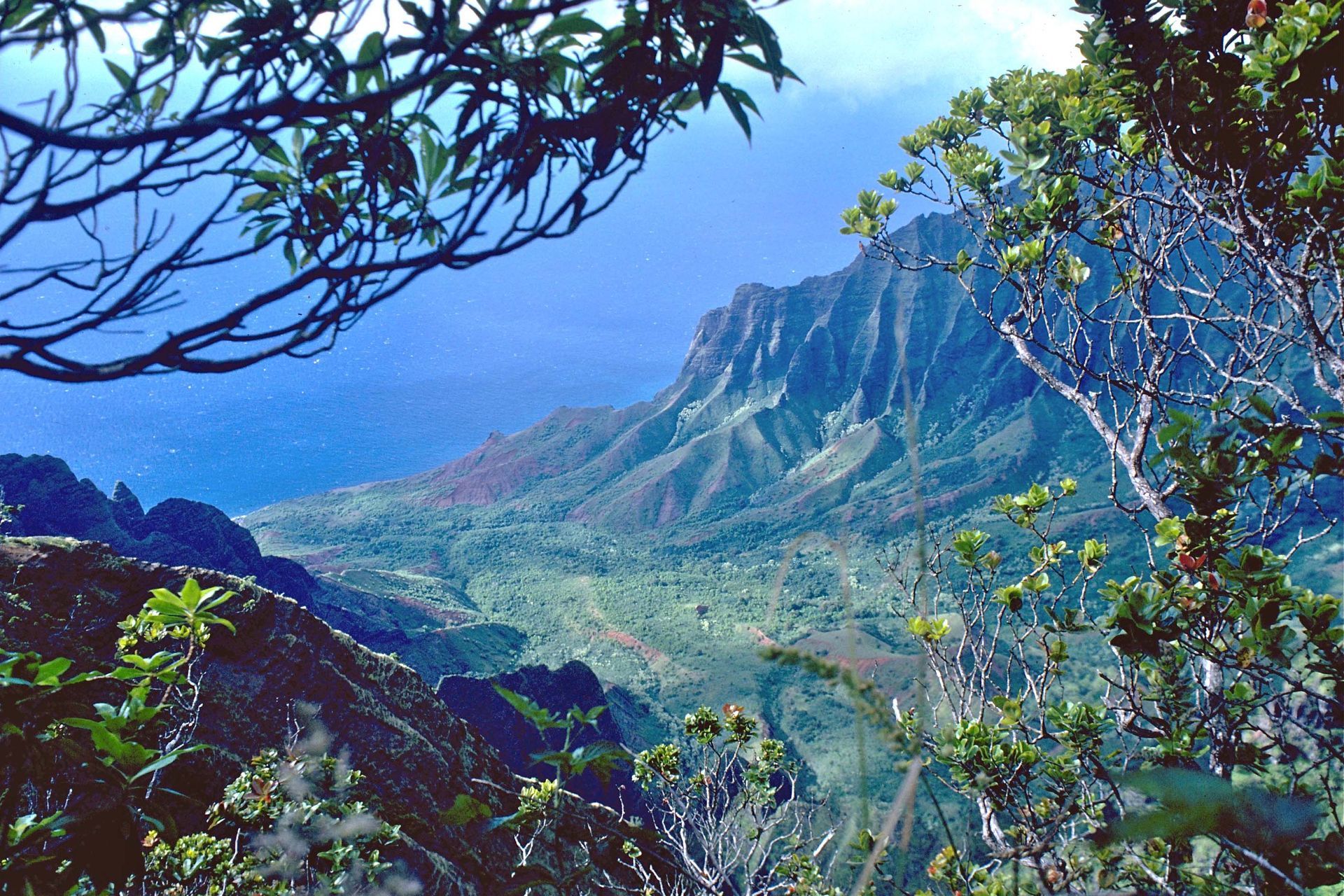 A view of a mountain range with trees in the foreground