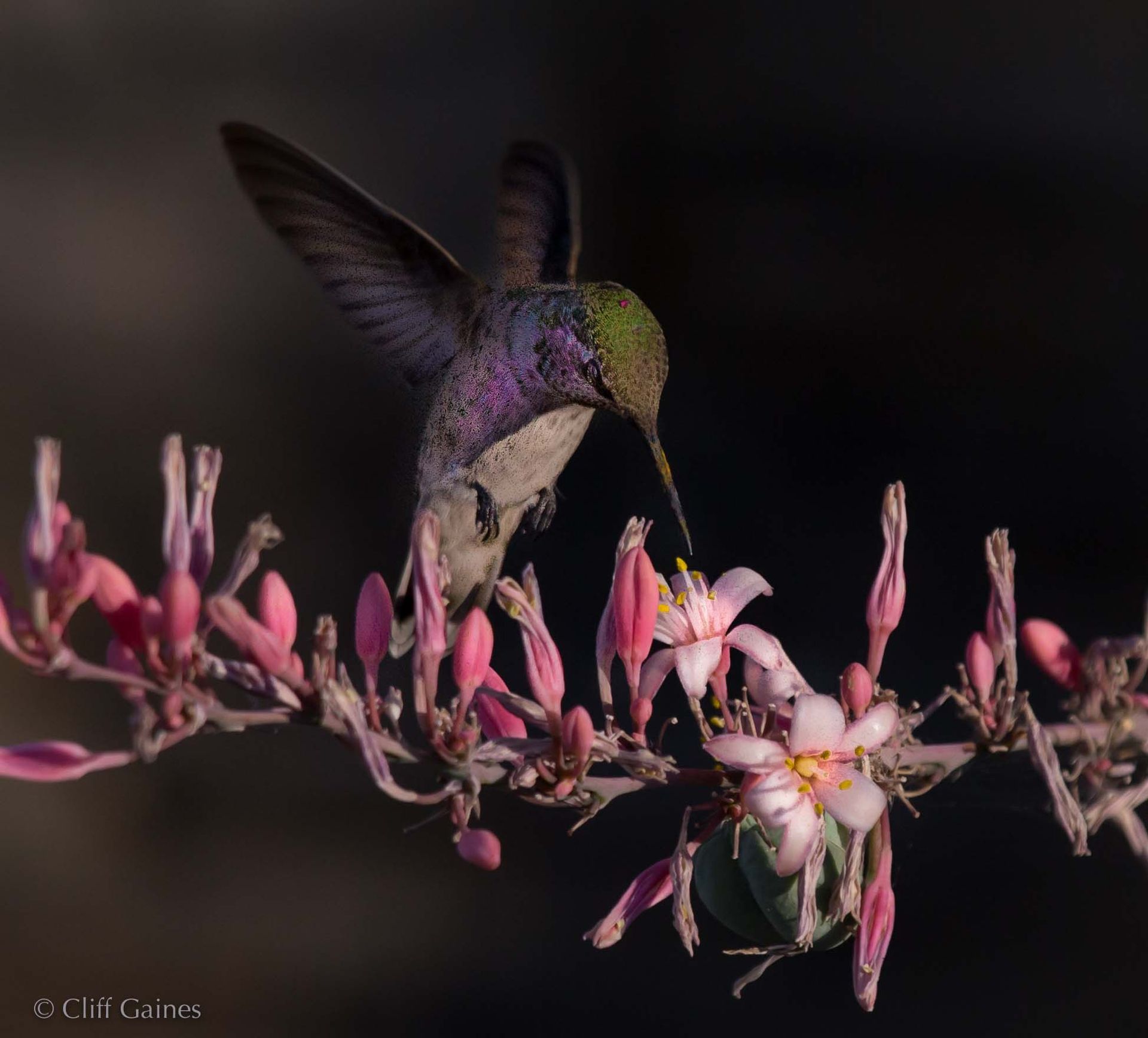 A hummingbird perched on a branch with pink flowers