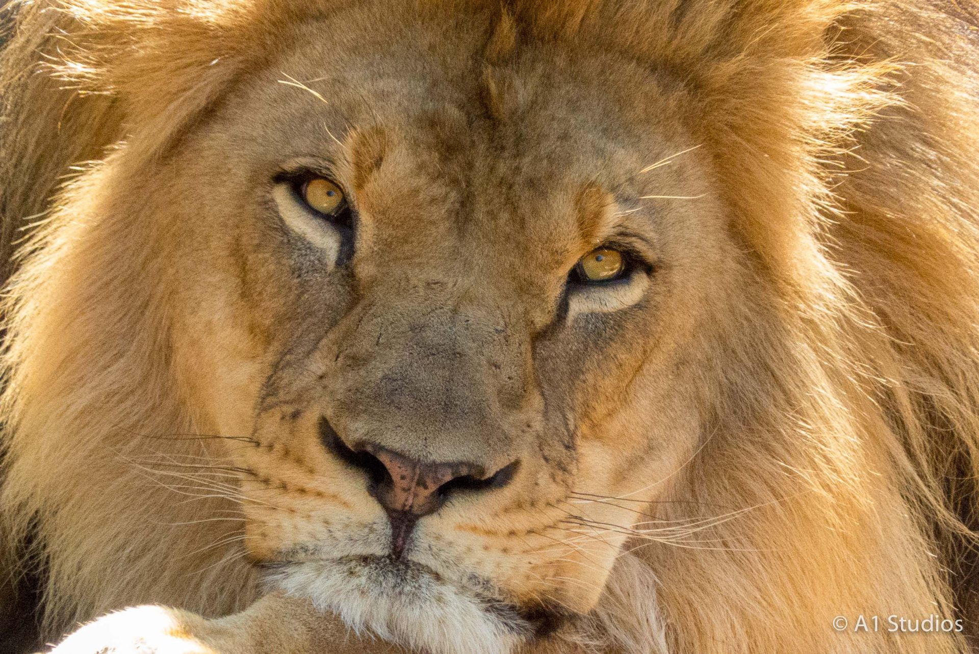 A close up of a lion 's face looking at the camera.