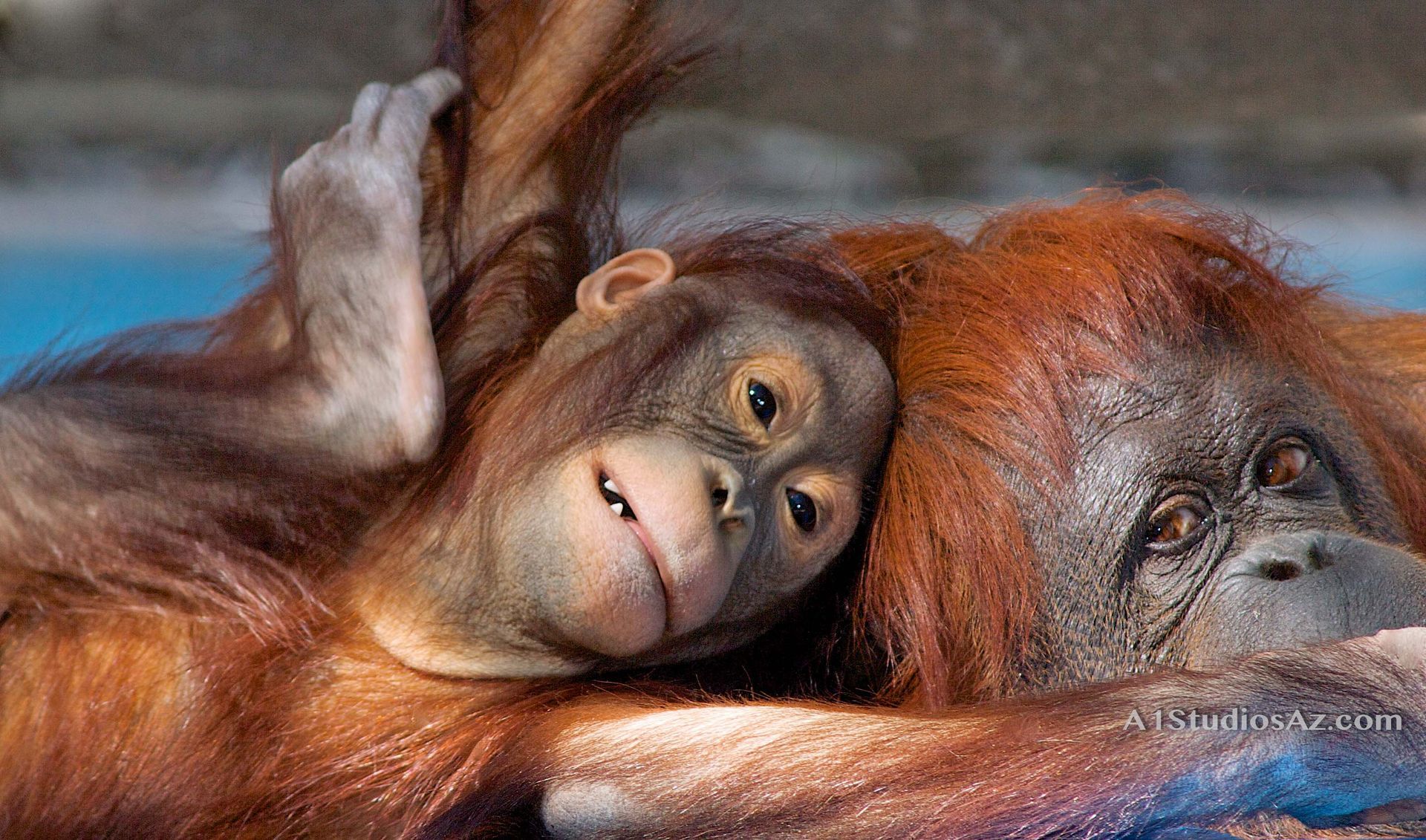 Two orangutans are laying next to each other in the water.