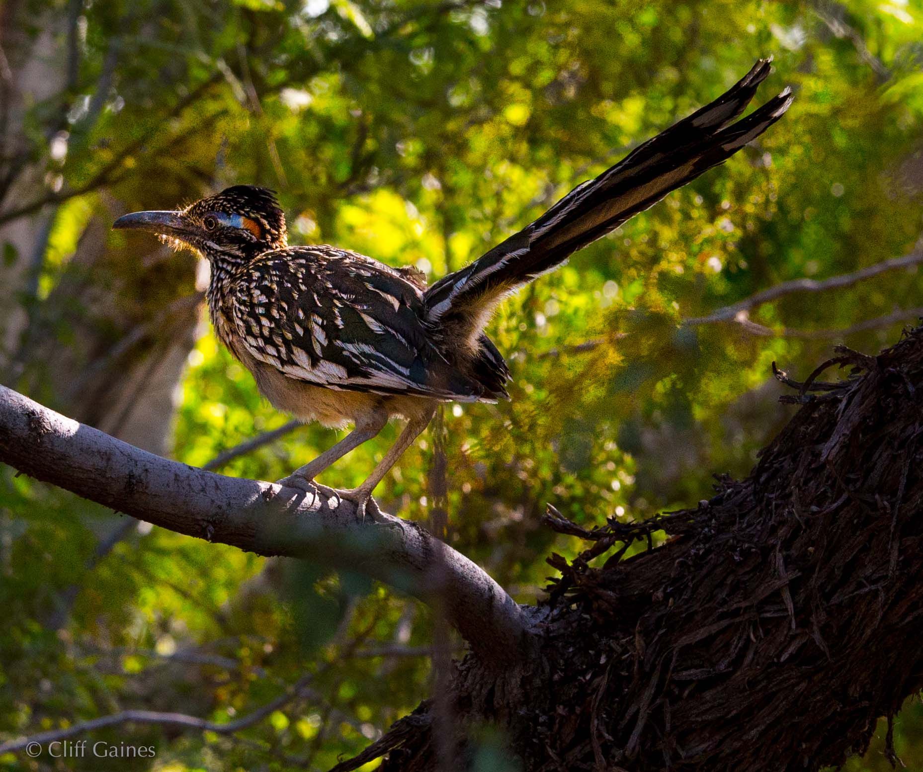 A bird with a long tail is perched on a tree branch