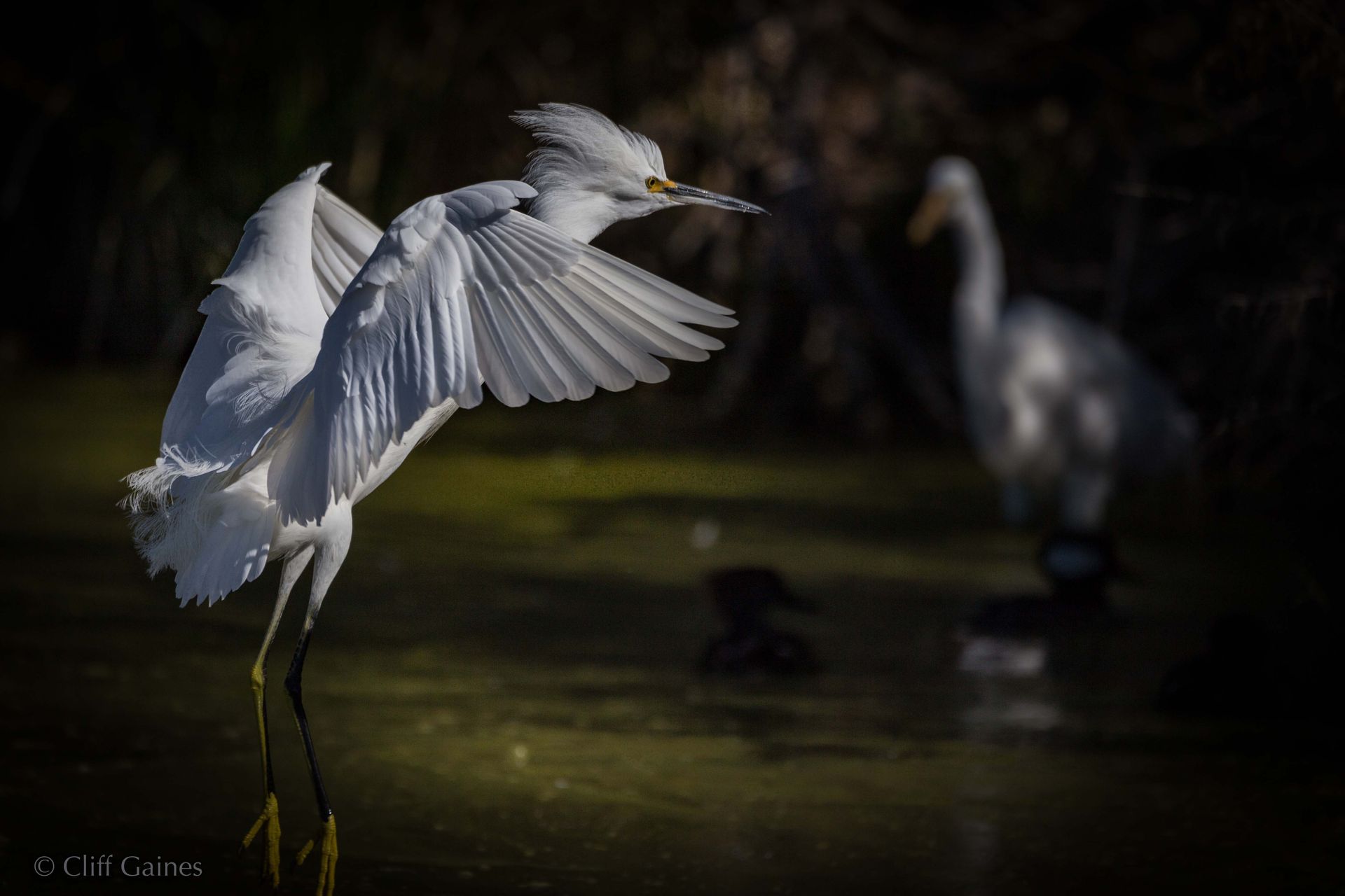 A white bird is standing in the water with its wings outstretched.
