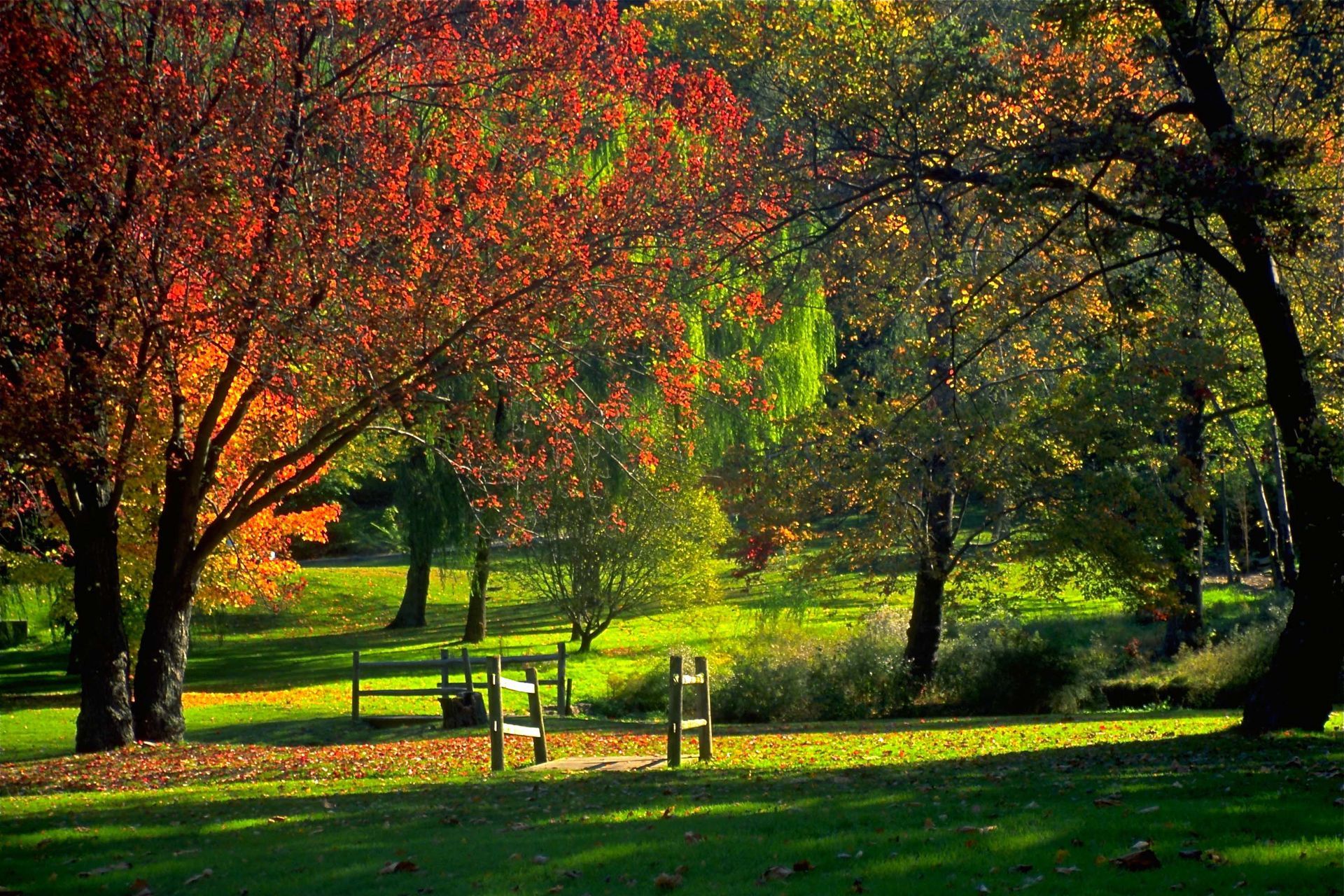 A park with trees and a bench in the middle