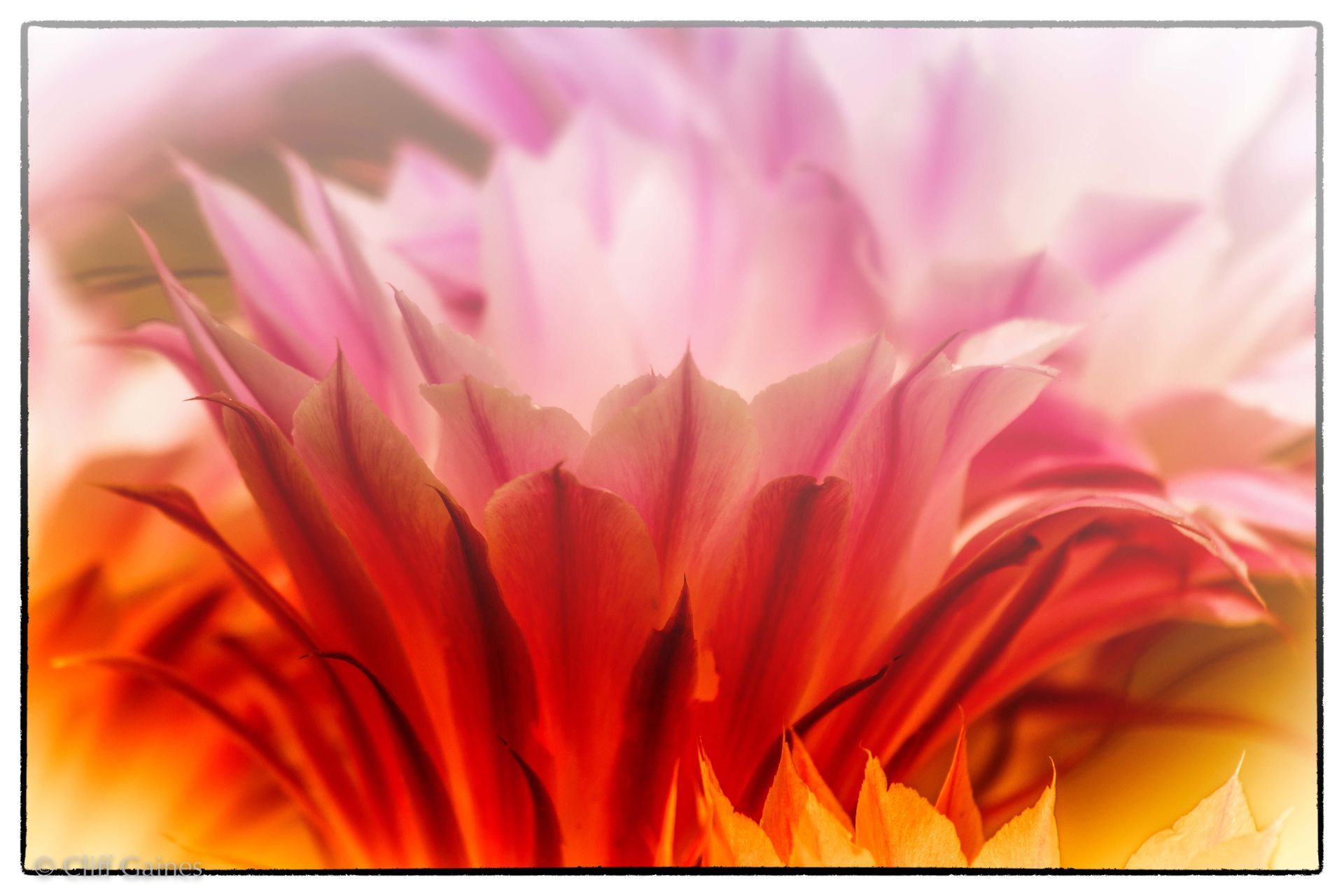 A close up of a pink and orange flower