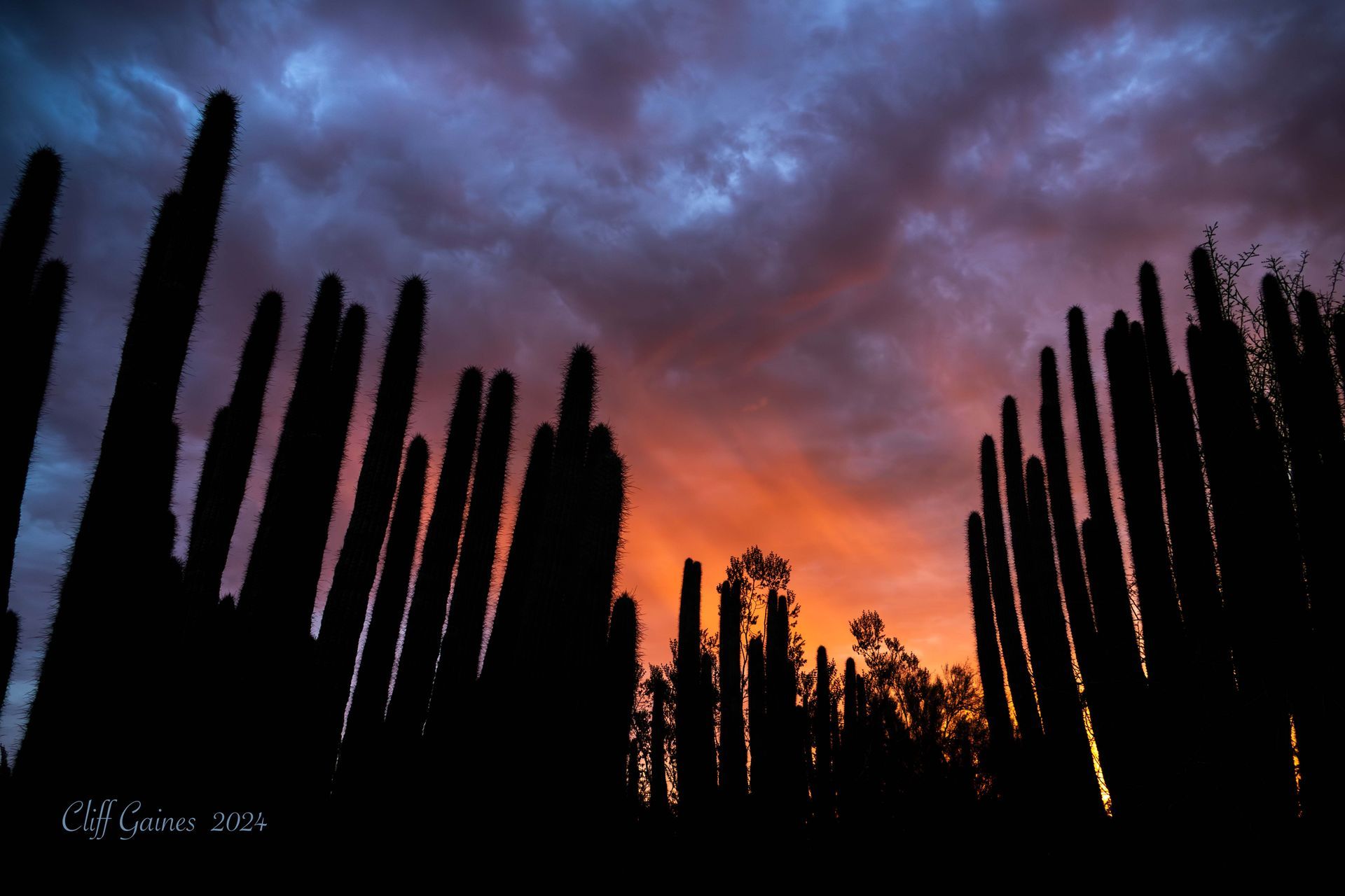 A sunset with a few cactus in the foreground