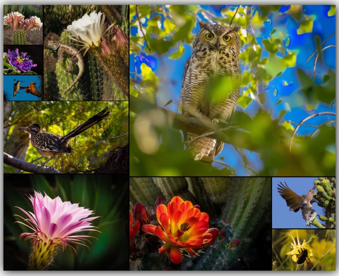 A collage of pictures of flowers and birds including an owl