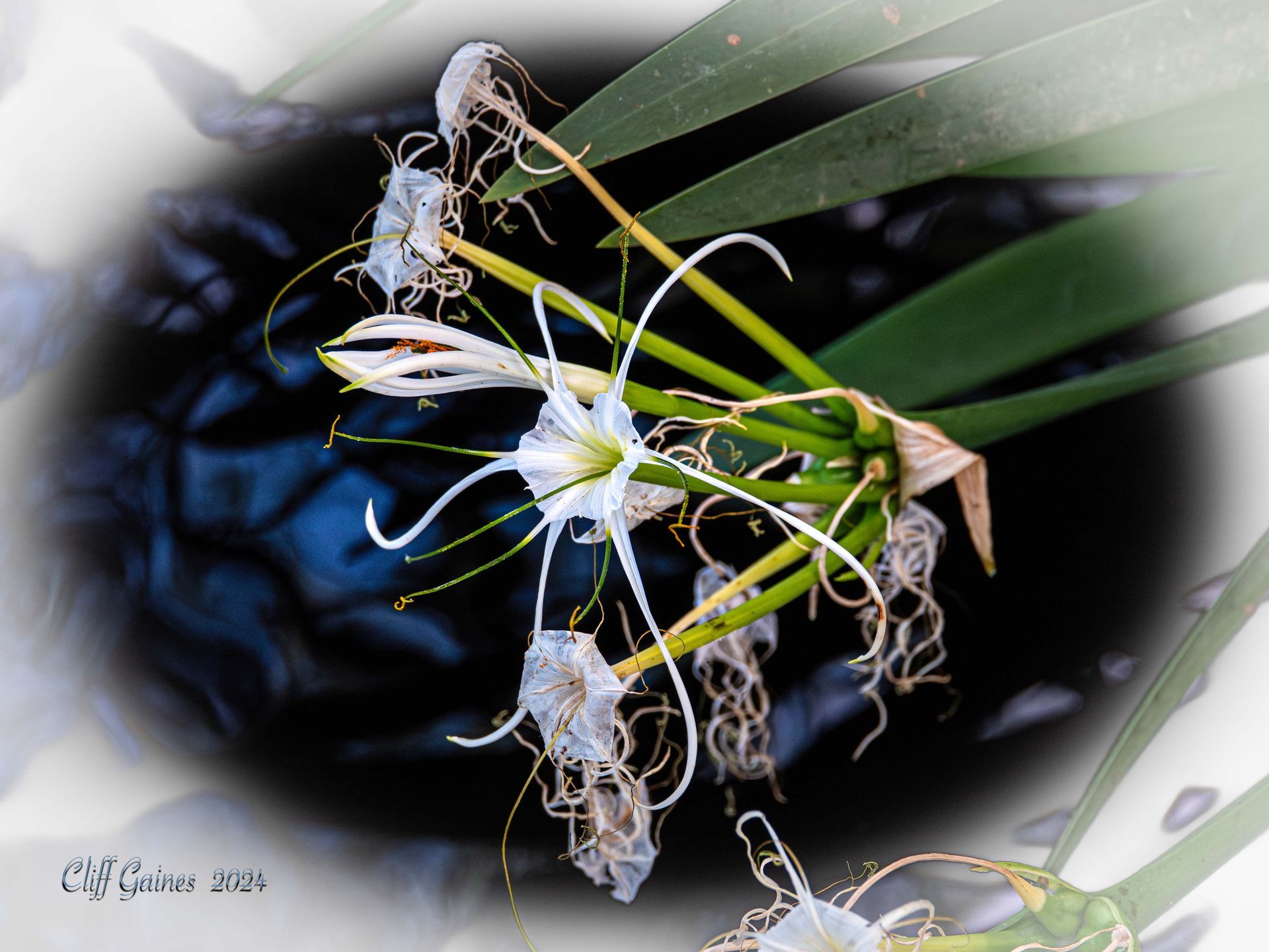 A close up of a white flower with a green stem