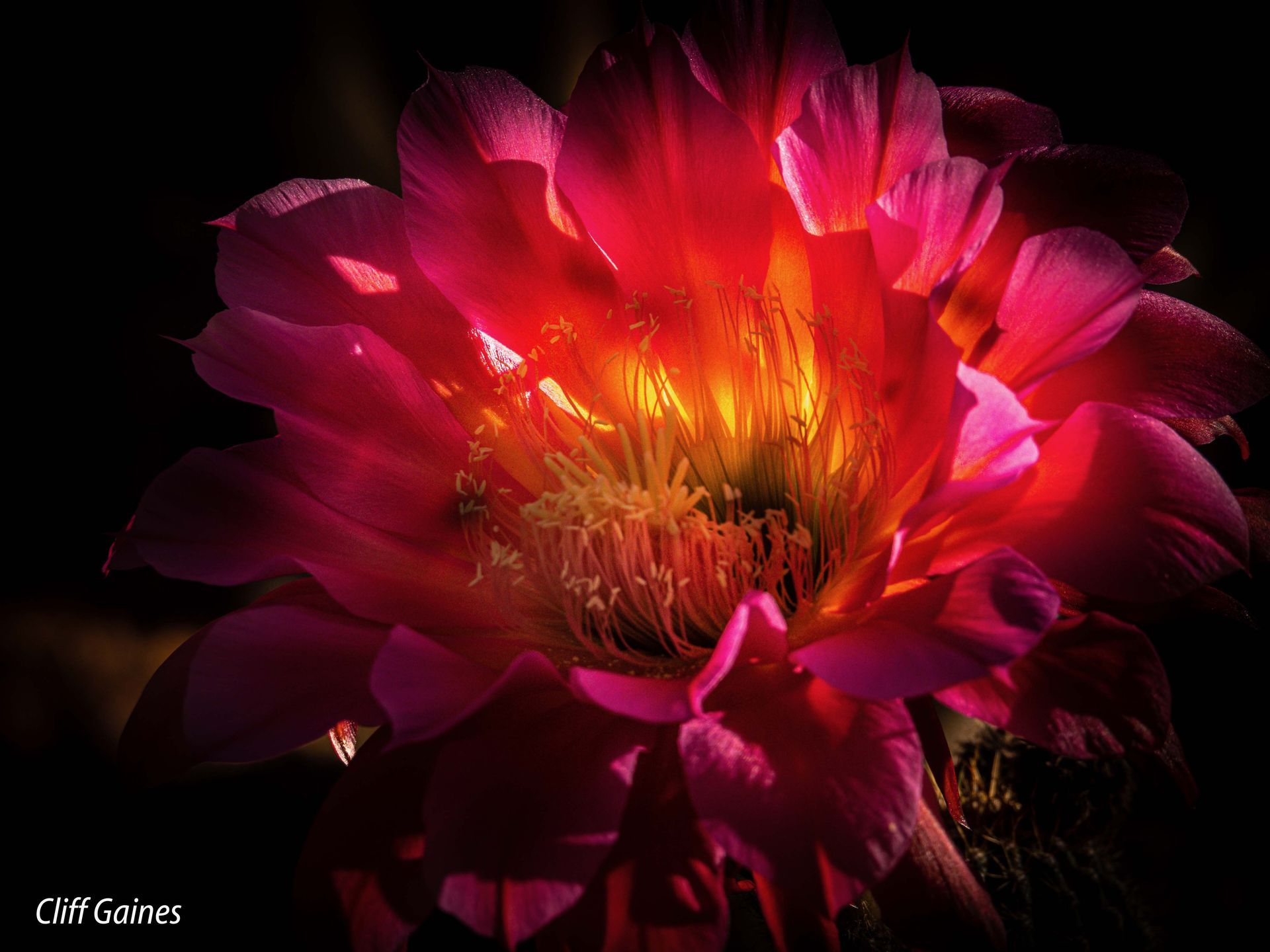 A close up of a pink flower with a black background
