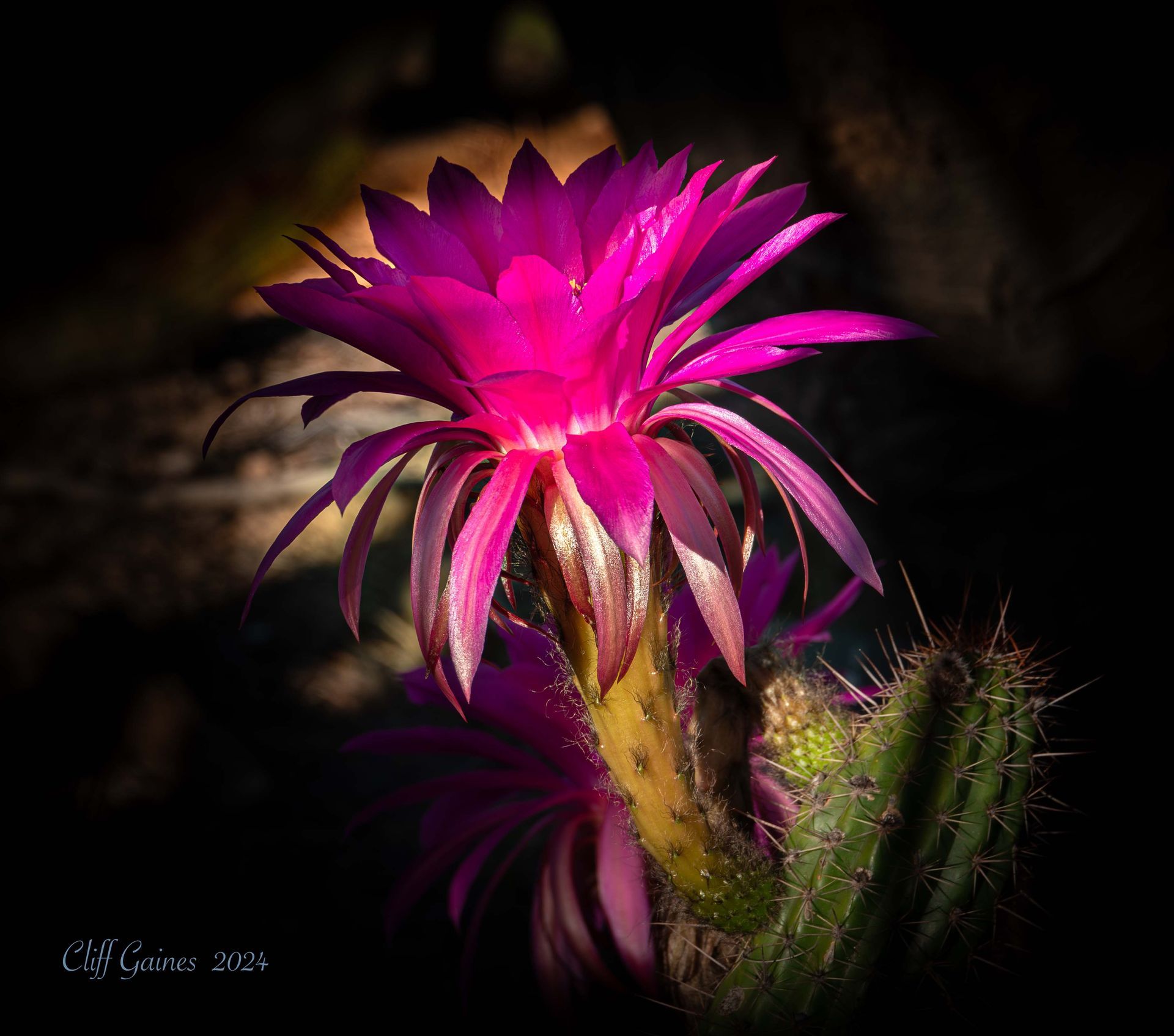 A close up of a pink flower on a cactus