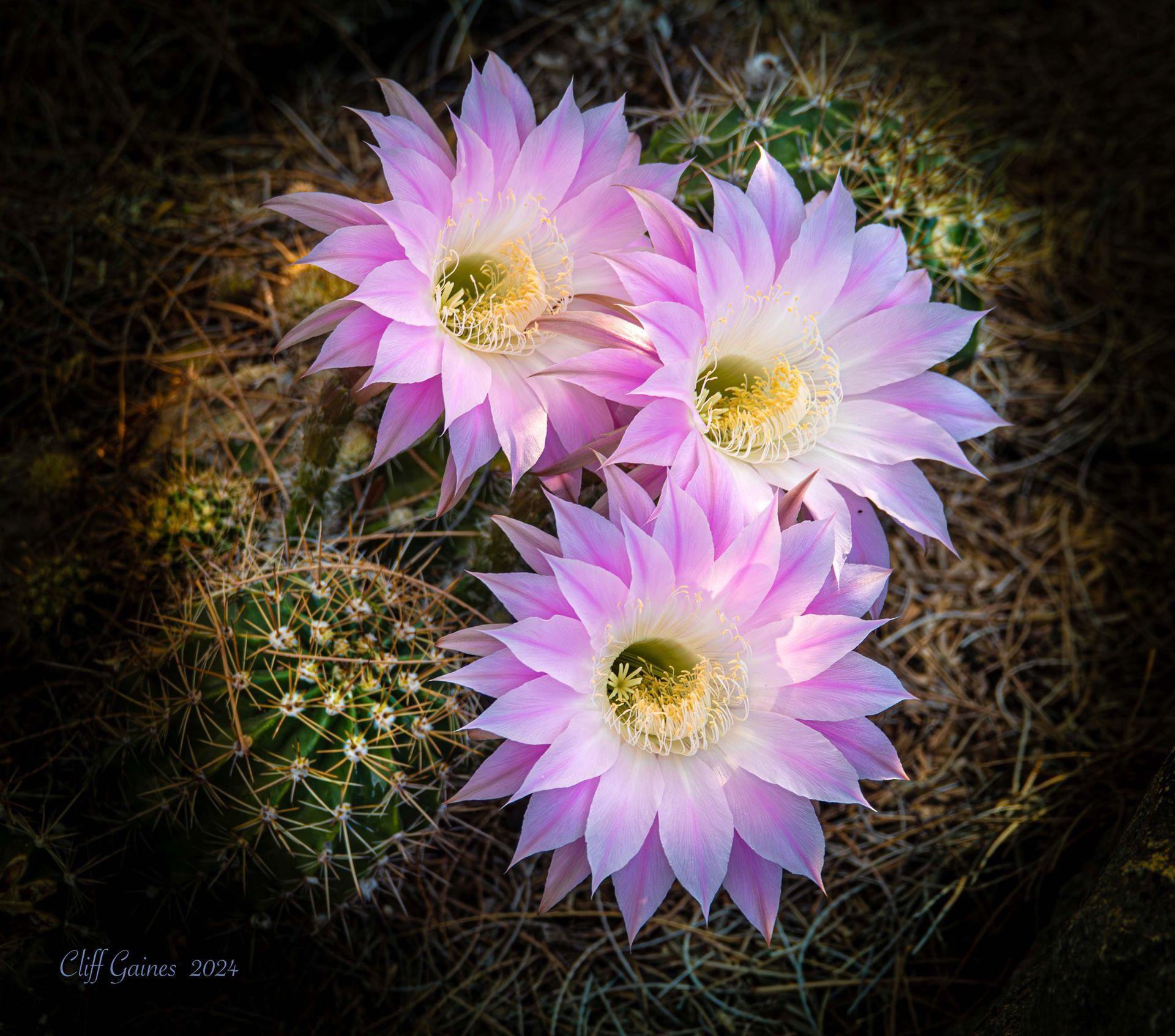 Three pink flowers are growing on top of a green cactus.