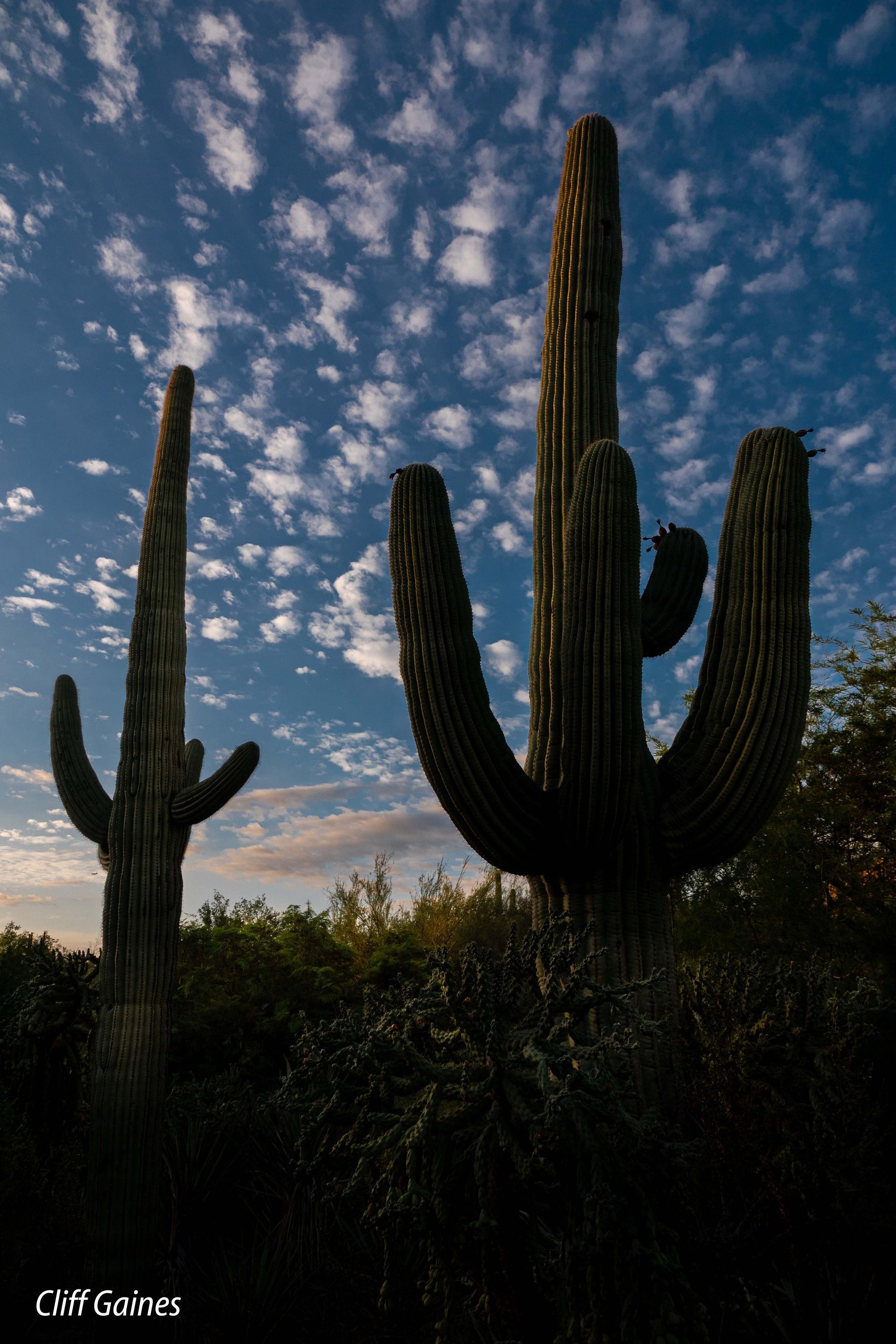 Two saguaro cactus silhouetted against a cloudy blue sky